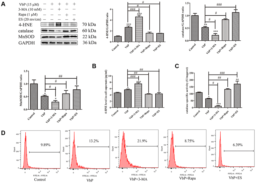 ES prevents VbP-induced oxidative stress in THP-1 macrophages. (A) Western blot analysis of the expression of 4-HNE adducts, catalase, and MnSOD. (B) ELISA determination of 4-HNE secretion. (C) Quantification of catalase activity (colorimetric detection). (D) Flow cytometry analysis of ROS generation in DCFH-DA labeled macrophages. n = 3; *P#P##P###P