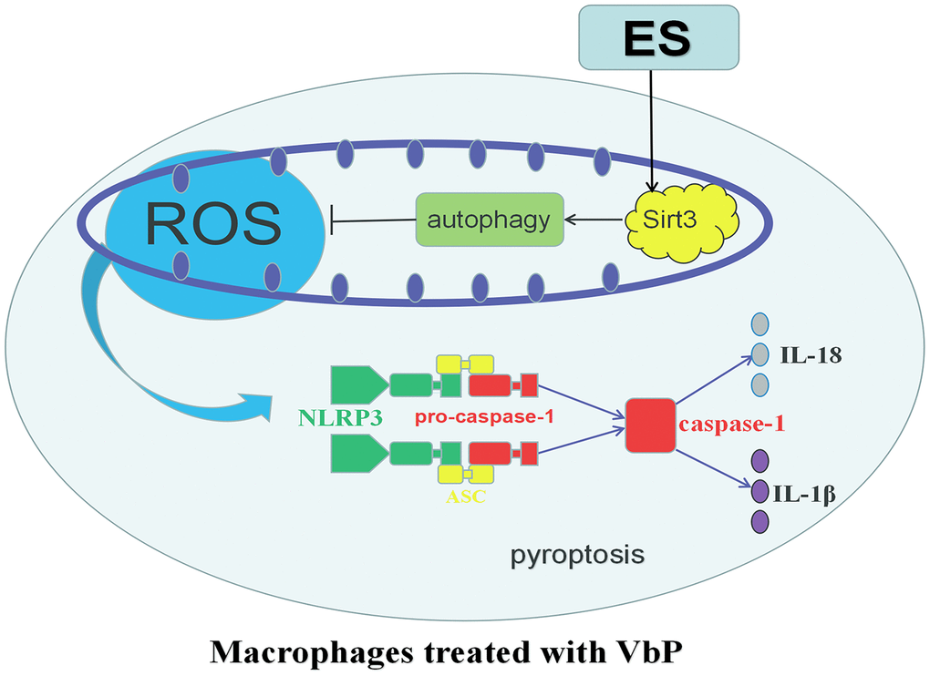 Schematic representation of the effects of ES on VbP-treated THP-1 macrophages. VbP exposure induces ROS production, which promotes NLRP3 inflammasome formation leading to activation of caspase-1. Activated caspase-1 triggers pyroptosis through membrane pore formation, DNA fragmentation, and release of mature IL-1β and IL-18. The ensuing sterile inflammatory response contributes in turn to the progression of AS. Meanwhile, ES normalizes Sirt3 expression and promotes autophagy in VbP-treated macrophages. This reduces ROS production and prevents oxidative stress, which inhibits NLRP3 inflammasome formation and prevents pyroptosis.