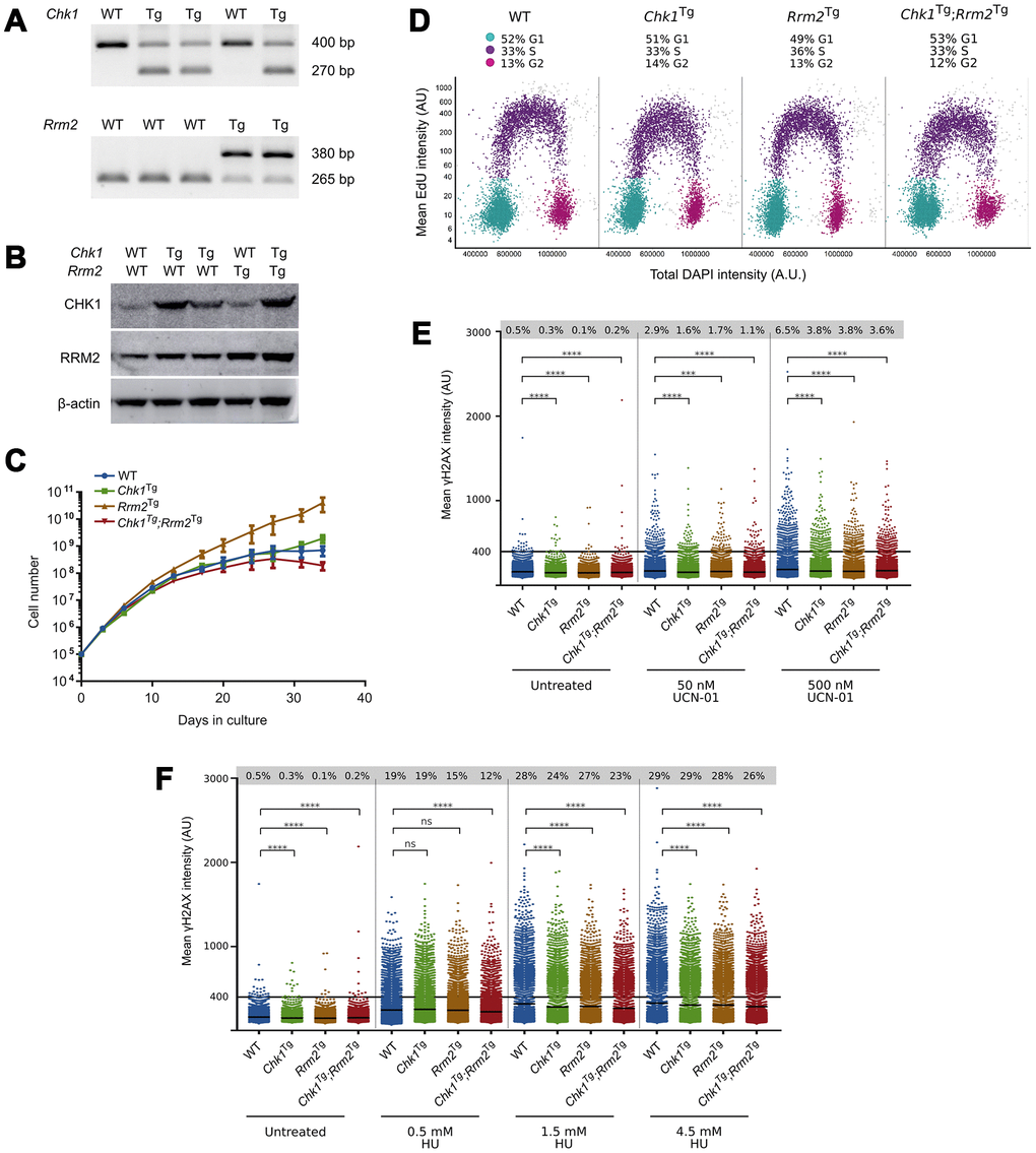 Chk1Tg, Rrm2Tg and Chk1Tg;Rrm2Tg MEFs are protected against replication stress compared to WT MEFs. (A) DNA genotyping results for Chk1 and Rrm2 alleles in MEFs; (B) Western blot showing CHK1 and RRM2 protein levels in MEFs; (C) Proliferation curves for Chk1 and Rrm2 transgenic MEFs. Cells were counted and replated every 3-4 days, in three technical replicates per genotype; (D) Cell cycle distribution of MEFs determined by EdU incorporation and DAPI profiles. At least 7000 cells were quantified per condition using high-content microscopy; (E, F) Quantification of γH2AX intensity in MEFs treated with UCN-01 (E) or HU (F) at indicated concentrations for four hours. At least 7000 cells obtained from two technical replicates were quantified per condition using high-content microscopy. Percentages indicate cells with γH2AX intensity above a threshold of 400 AU, and means are indicated by horizontal black lines for each condition. The control cells are the same for (E) and (F), as the results were obtained from the same experiment. **** = P ≤0.0001; *** = P ≤0.001; ns = P > 0.05. Statistical significance was calculated using the unpaired t-test.