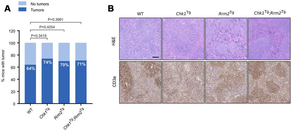 Increased incidence of spontaneous tumors in Chk1Tg, Rrm2Tg and Chk1Tg;Rrm2Tg mice compared to WT littermates. (A) Tumor incidence in WT (n=22), Chk1Tg (n=19), Rrm2Tg (n=27) and Chk1Tg;Rrm2Tg (n=24) mice subjected to necropsy. The differences observed in tumor incidence were not statistically significant according to the Chi-square test; (B) H&E and CD3e IHC staining of mouse spleens with tumor found with necropsy. Tumors are CD3e positive. Scale bar indicates 200 μm.