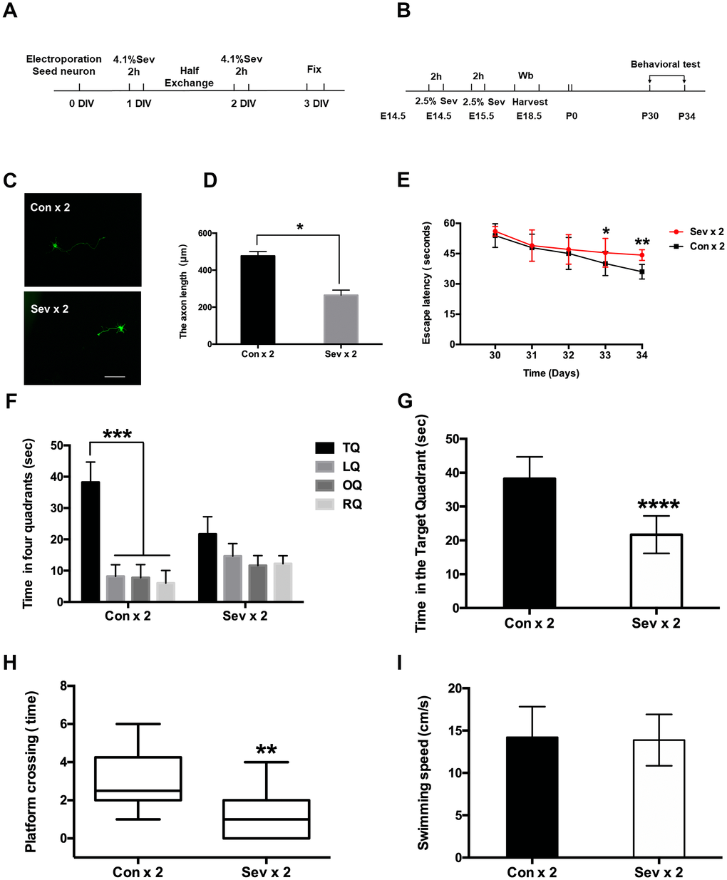 Effects of sevoflurane anesthesia on spatial learning and memory in young mice. (A) Flowchart of the neuron electroporation experiment. (B) Flowchart of the MWM experiment. (C) Dual sevoflurane exposure decreased axon length in primary cultured mouse cortical neurons. (D) The statistical results for the axon length between the two groups. Scale bars = 100 μm; approximately 70 cells from three independent experiments were counted during the statistical analysis (P = 0.0147*, Student’s t-test). (E) The escape latency on the 4th day of acquisition training was increased in the sevoflurane group (Sev x 2 vs Con x 2, F = 0.828, P = 0.028*, Student’s t-test, N = 10). During the probe trial, the escape latency was also increased in the dual sevoflurane group (Sev x 2 vs Con x 2, F = 1.35, P = 0.007**, Student’s t-test, N = 10). (F) During the probe trial, the control group spent much more time in the target quadrant than other quadrants (P P > 0.05, N = 10, one-way ANOVA). TQ, LQ, OQ, and RQ is the target quadrant, the left quadrant, the opposite quadrant, and the right quadrant, respectively. (G) Dual sevoflurane exposure decreased the time spent in the target quadrant (F = 0.143, P H) Sevoflurane decreased the platform crossing times (F = 1.156, P = 0.0033**, N=10, Student’s t-test). (I) Sevoflurane did not affect swimming speed compared with the same variables in the control group mice. Data are expressed as the means ± S.D. *P PPP 