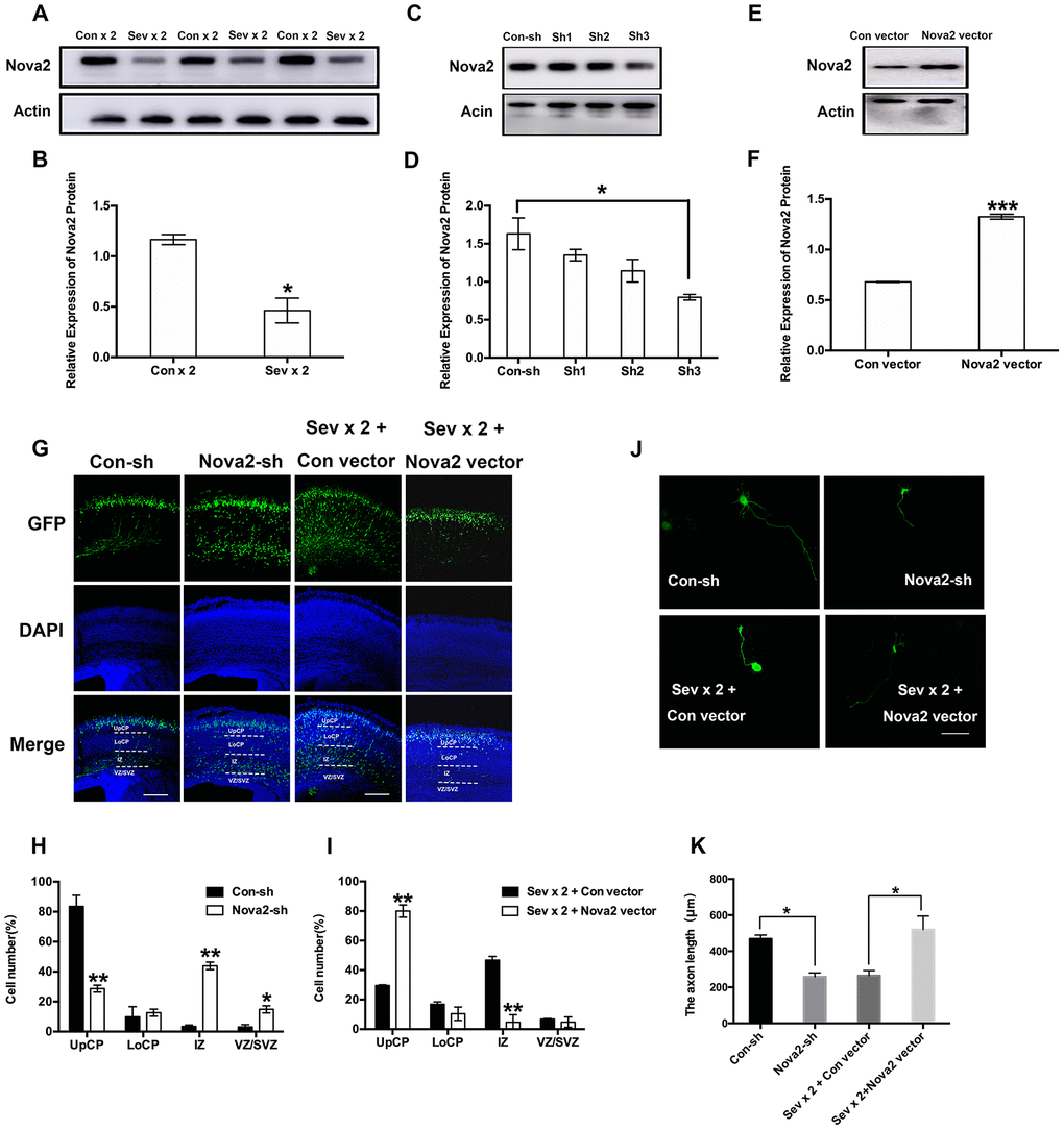 Nova2 deficiency contributes to the neurotoxicity induced by dual sevoflurane exposure. (A) Western blot analysis demonstrated that dual exposure to sevoflurane decreased Nova2 expression in the cortical tissues of offspring mice. (B) Quantification of the protein expressions of Nova2 relative to Actin (P = 0.0174*, N = 3, Student’s t-test). (C) Nova2 shRNA (sh3) reliably reduces the Nova2 expression. (D) Quantification of the protein expressions of Nova2 relative to Actin (F = 13.54, P = 0.0146*, N = 3, one-way ANOVA). (E) Nova2 vector significantly increased the Nova2 expression. (F) Quantification of the protein expressions of Nova2 relative to Actin (P = 0.0007***, N = 3, Student’s t-test). (G) Nova2 knockdown significantly decreased the neuronal migration cortex of offspring mice, while overexpression (OE) of Nova2 reversed loss of function. Scale bars=200 μm. (H) Quantification of GFP+ cells at different positions in different groups. Compared to the Con-sh group, the Nova2-sh group had significantly larger fractions of neurons in the IZ (43.86 ± 2.49%, P = 0.0021**, N = 3, Student’s t-test) and the VZ/SVZ (14.84 ± 2.4 %, P = 0.0283*, N = 3, Student’s t-test), and a significantly smaller fraction of neurons in the UpCP (28.68 ± 2.2768%, P = 0.0098**, N = 3, Student’s t-test). (I) Quantification of GFP+ cells at different positions in different groups. Nova2 OE reversed dual sevoflurane-induced neuronal migration deficits, neurons primarily migrated out of the IZ (4.735 ± 5.084%, P = 0.009**, N = 3, Student’s t-test), and were positioned within the UpCP (80.015 ± 4.1507%, P = 0.0034**, N = 3, Student’s t-test) and LoCP (10.47 ± 4.483%, P = 0.1957, N = 3, Student’s t-test). (J) Nova2 knockdown decreased axon length in primary cultured mouse cortical neurons (P = 0.0106*, Student’s t-test), while Nova2 overexpression reversed dual sevoflurane-induced axon growth deficits (P = 0.0439*, Student’s t-test). (K) The statistical results for the axon length in different groups. Scale bars = 100 μm. *PPPP 