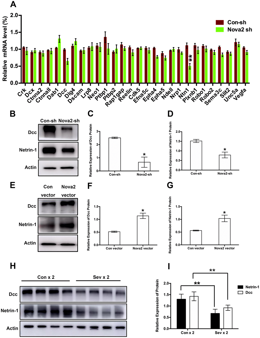Both Nova2 knockdown and dual sevoflurane exposure suppressed Netrin-1/Dcc protein expression. (A) QPCR revealed that Netrin-1 mRNA expression was decreased among 28 candidate genes in the Nova2 shRNA group (F = 0.76, P = 0.0015**, N = 3, Student’s t-test), while Dcc mRNA expression wasn’t change (F = 0.699, P = 0.0519, N = 3, Student’s t-test). (B) Western blot analysis demonstrated that Nova2 knockdown suppressed Dcc and Netrin-1 proteins expressions. (C) Quantification of the protein expression of Dcc relative to Actin (P = 0.0217*, N = 3, Student’s t-test). (D) Quantification of the protein expression of Netrin-1 relative to Actin (P = 0.0264*, N = 3, Student’s t-test). (E) Western blot analysis demonstrated that Nova2 OE upregulated Dcc and Netrin-1 protein expressions in the cortical tissues of offspring mice. (F) Quantification of the protein expression of Dcc relative to Actin (P = 0.0148*, N = 3, Student’s t-test). (G) Quantification of the protein expression of Netrin-1 relative to Actin (P = 0.0353*, N = 3, Student’s t-test). (H) Western blot analysis demonstrated that dual sevoflurane exposure also decreased Dcc and Netrin-1 proteins expressions. (I) Quantification of the protein expressions of Dcc (F = 1.118, P = 0.0044**, N = 3, Student’s t-test) and Netrin-1 (F = 0.386, P = 0.0052**, N = 3, Student’s t-test) relative to Actin. *PPPP 