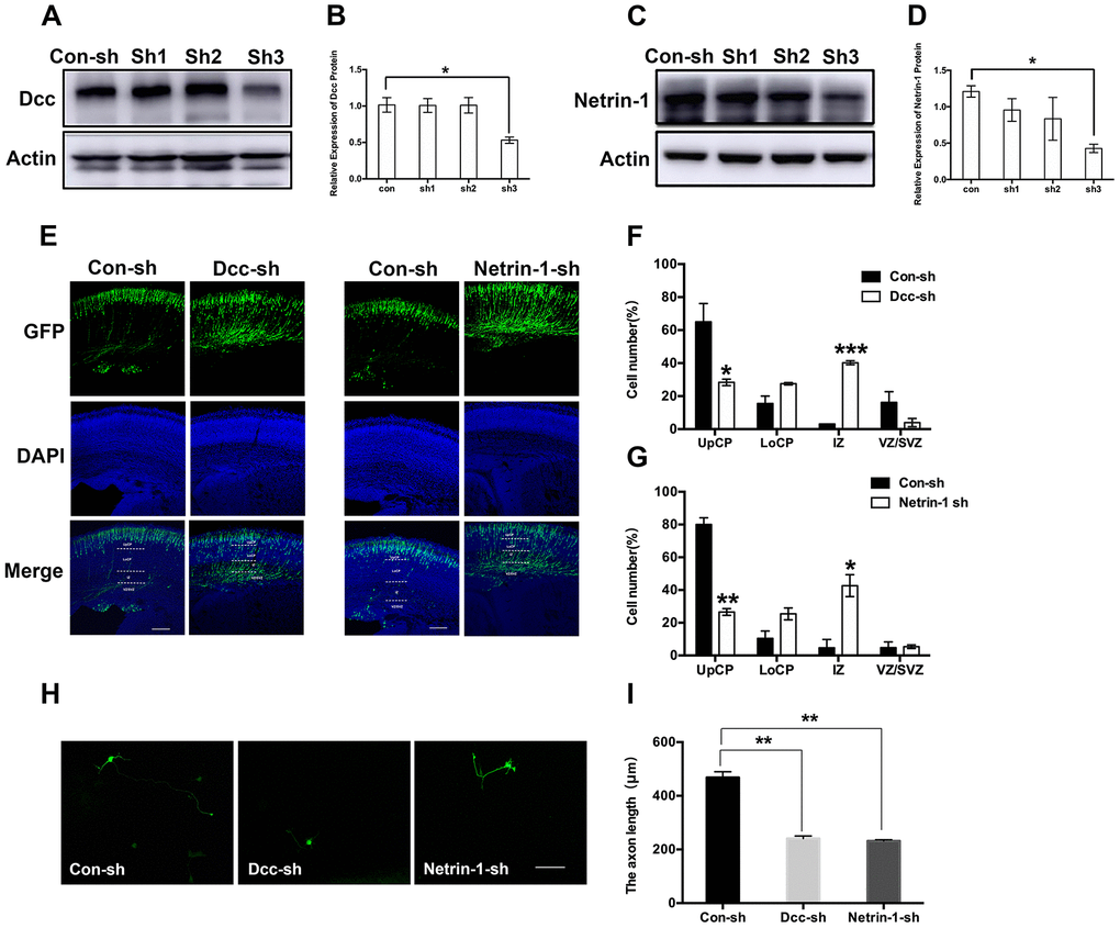 Netrin-1/Dcc deficiency displayed a similar defect in neuronal migration and axon outgrowth as Nova2 deficiency induced by dual sevoflurane exposure. (A) Dcc shRNA (sh3) reliably reduces the Dcc expression. (B) Quantification of the protein expressions of Dcc relative to Actin (F = 10.57, P = 0.0226*, N = 3, one-way ANOVA). (C) Netrin-1 shRNA (sh3) reliably reduces the Netrin-1 expression. (D) Quantification of the protein expressions of Netrin-1 relative to Actin (F = 7.084, P = 0.0445*, N = 3, one-way ANOVA. (E) Dcc and Netrin-1 knockdown both significantly inhibited neuronal migration cortex of offspring mice. (F) Quantification of GFP+ cells at different positions in different groups. Compared to the Con-sh group, the Dcc-sh group had significantly larger fractions of neurons in the IZ (40.23 ± 1.20208%, P = 0.0005***, N = 3, Student’s t-test) and the VZ/SVZ (3.93 ± 2.50315%, P = 0.13, N = 3, Student’s t-test), and a significantly smaller fraction of neurons in the UpCP (28.335 ± 1.9728%, P = 0.0434*, N = 3, Student’s t-test). (G) Quantification of GFP+ cells at different positions in different groups. Compared to the Con-sh group, the Netrin-1-sh group had significantly larger fractions of neurons in the IZ (42.665 ± 6.73872%, P = 0.0239*, N = 3, Student’s t-test) and the VZ/SVZ (5.335 ± 1.0818%, P = 0.8521, N = 3, Student’s t-test), and a significantly smaller fraction of neurons in the UpCP (26.57 ± 2.0223%, P = 0.0037**, N = 3, Student’s t-test). (H) Both Dcc and Netrin-1 knockdown decreased axon length of neurons in primary cultured mouse cortical neurons. (I) The statistical results for the axon length in Dcc-sh RNA group (P = 0.0054**, Student’s t-test) and Netrin-1-shRNA group (P = 0.0044**, Student’s t-test). Scale bars = 100 μm; approximately 70 cells from three independent experiments were counted during the statistical analysis. *PPPP