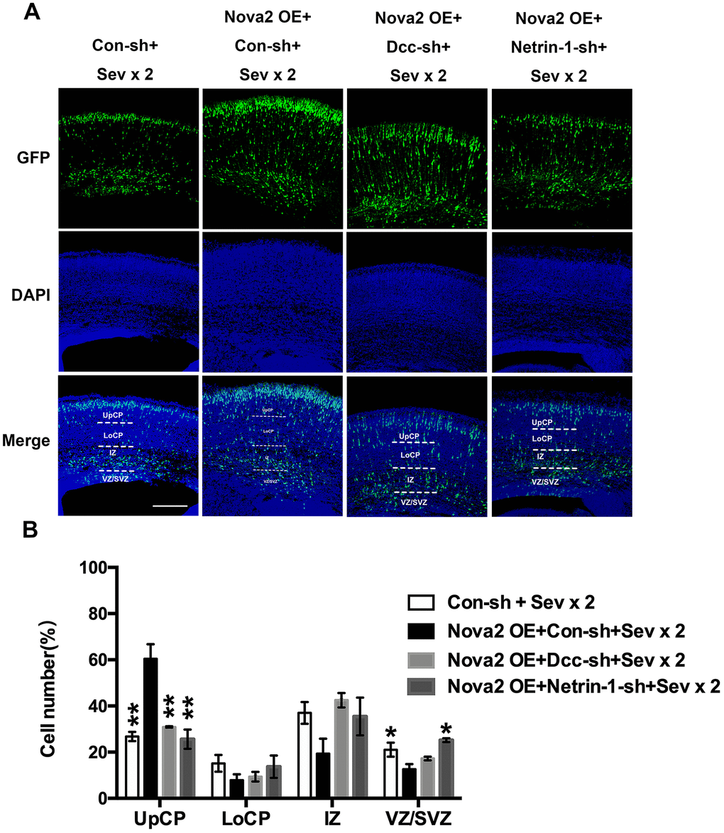 Nova2 regulates neuronal migration through modulating Netrin-1/Dcc activity in the developing mouse cerebral cortex. (A) Dual sevoflurane exposure significantly decreased neuronal migration cortex of offspring mice, and Nova2 overexpression can rescue the neuronal migration deficits induced by dual sevoflurane exposure. While Netrin-1/Dcc shRNA mitigated the Nova2 rescue phenomenon, which was similar to the neuronal migration deficits induced by dual sevoflurane exposure. (B) Quantification of GFP+ cells at different positions in different groups. Similar with dual sevoflurane exposure group, Netrin-1/Dcc knockdown mitigated the Nova2 rescue phenomenon, larger fractions of neurons in the IZ (F = 5.672, P = 0.0634, N = 3, one-way ANOVA) and the VZ/SVZ (F =14.68, P = 0.0126*, N = 3, one-way ANOVA), and a significantly smaller fraction of neurons in the UpCP (F = 35.79, P = 0.0024**, one-way ANOVA). *PPPP 