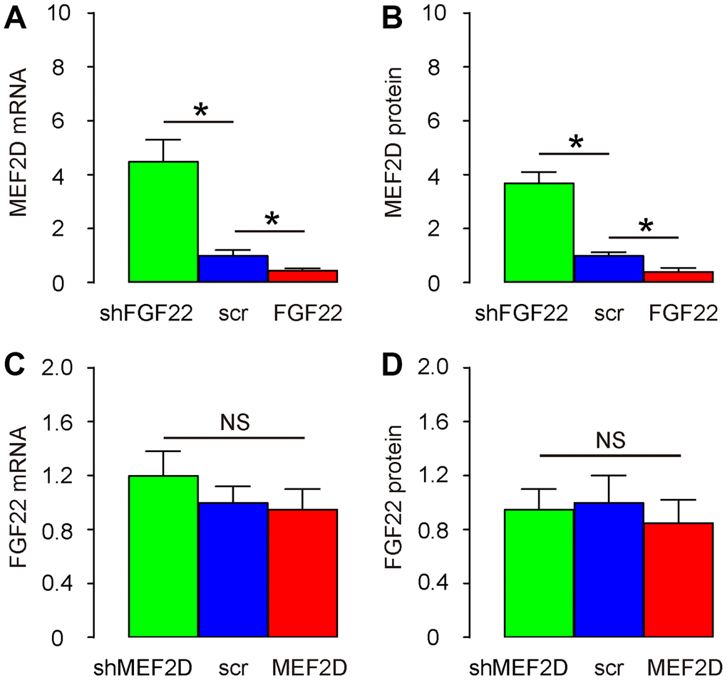 FGF22 suppresses MEF2D in the cultured mouse hair cells. (A, B) Cultured hair cells were transduced with AAV-FGF22 or AAV-shFGF22 or control AAV-scr (scramble) and assessed for MEF2D levels by RT-qPCR (A), and by ELISA (B). (C, D) Cultured hair cells were transduced with AAV-MEF2D or AAV-shMEF2D or control AAV-scr (scramble) and assessed for FGF22 levels by RT-qPCR (C), and by ELISA (D). *p