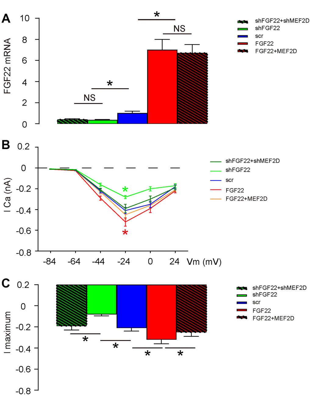 FGF22 increases calcium influx in the cultured mouse hair cells. The hair cell voltage-gated Calcium current was measured in AAV-FGF22- or AAV-shFGF22-transduced hair cells. AAV-MEF2D was also co-transduced hair cells with AAV-FGF22 and AAV-shMEF2D was also co-transduced hair cells with AAV-shFGF22, both aiming to abolish the effects of FGF22 modulation on MEF2D. (A) RT-qPCR for FGF22 mRNA levels by co-transduction with different AAVs. (B, C) Measurement of current-voltage in transduced cells, by lCa (B), and by l maximum (C). *p