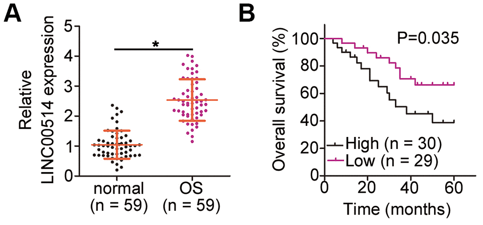 Long intergenic nonprotein-coding RNA 00514 (LINC00514) is upregulated in osteosarcoma (OS) and indicative of poor clinical outcomes. (A) Quantitative reverse transcription polymerase chain reaction of LINC00514 expression in the 59 pairs of OS and adjacent normal tissue samples. (B) Kaplan–Meier survival curves showed that increased LINC00514 expression was associated with reduced overall survival in patients with OS (P = 0.035). *P 