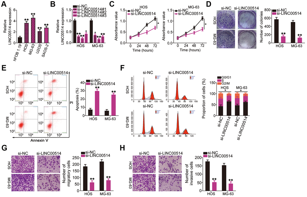 Effects of long intergenic nonprotein-coding RNA 00514 (LINC00514) knockdown on the proliferation, colony formation, apoptosis, cell cycle, migration, and invasion of osteosarcoma (OS) cells. (A) LINC00514 expression in OS cell lines (HOS, MG-63, U2OS, and SAOS-2) and a normal human osteoblasts cell line (hFOB 1.19) was determined by quantitative reverse transcription polymerase chain reaction (RT-qPCR). (B) HOS and MG-63 cells were transfected with si-LINC00514 and si-NC. LINC00514 silencing was verified by RT-qPCR. (C) Cell Counting Kit-8 assay was carried out to determine the proliferation of HOS and MG63 cells after LINC00514 was knocked down. (D) Colony formation assay presented that the colony-forming ability was impaired in HOS and MG63 cells after LINC00514 knockdown. (E, F) The apoptosis rate and cell cycle status of HOS and MG63 cells with LINC00514 silencing was tested via flow cytometry analysis. (G, H) Representative images revealing the transwell migration and invasion assays used to examine the impacts of LINC00514 underexpression on HOS and MG-63 cell migration and invasion. *P P 