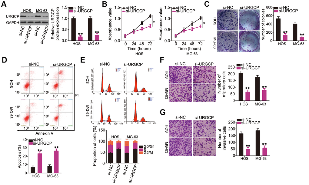 URGCP promotes the malignant phenotype of OS cells in vitro. (A) Western blotting confirmed URGCP silencing in HOS and MG-63 cells after transfection with si-URGCP. (B, C) Proliferation and colony formation of URGCP-silenced HOS and MG-63 cells were determined by Cell Counting Kit-8 and colony formation assays, respectively. (D, E) Flow cytometry analysis was performed to evaluate the effect of URGCP depletion on HOS and MG-63 cell apoptosis and cell cycle distribution. (F, G) Migrated and invasive URGCP-deficient HOS and MG-63 cells were quantified using transwell migration and invasion assays. *P P 