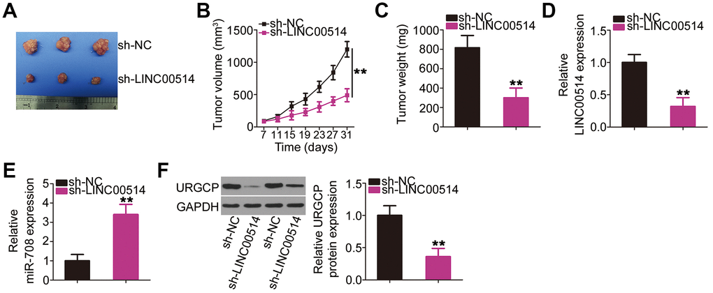 Decreased long intergenic nonprotein-coding RNA 00514 (LINC00514) expression attenuates tumor growth of OS cells in vivo. (A) Representative image of subcutaneous tumor xenografts collected from the sh-LINC00514 and sh-NC groups. (B) Tumor width and length was detected every 4 days for 1 month. Growth curve was plotted using the measurement. (C) One month after cell injection, all mice were sacrificed and subcutaneous tumor xenografts were weighed. (D, E) Quantitative reverse transcription polymerase chain reaction was performed to analyze LINC00514 and microRNA-708 expressions in the excised tumor xenografts. (F) URGCP protein level in the excised tumor xenografts was quantified by western blotting. **P 