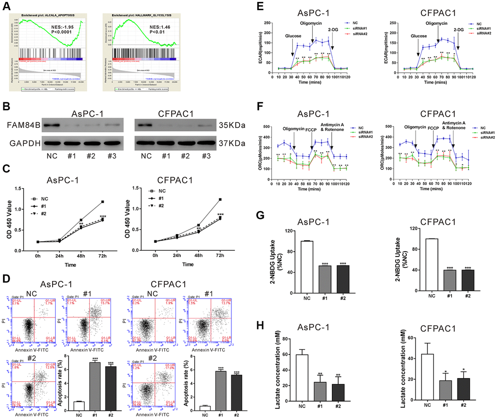 FAM84B regulates the proliferation, apoptosis, mitochondrial function and glycolysis of PDAC cells. (A) GSEA analysis revealed that FAM84B expression was negatively correlated with apoptosis, but positively correlated with glycolysis in TCGA PDAC dataset. NES: normalized enrichment score. (B) Western blotting analysis of FAM84B knockdown efficiency in AsPC-1 and CFPAC1 cell lines. (C) CCK-8 proliferation assay indicated that FAM84B knockdown decreased the growth of AsPC-1 and CFPAC1 cells. (D) Flow cytometry analysis indicated that FAM84B knockdown induced apoptosis of AsPC-1 and CFPAC1 cells. (E) Knockdown of FAM84B significant decreased extracellular acidification rates (ECAR). (F) Knockdown of FAM84B significantly decreased oxygen consumption (OCR) in AsPC-1 and CFPAC1 cells. (G) Knockdown of FAM84B significantly decreased 2-NBDG uptake. (H) Knockdown of FAM84B significantly decreased lactate production. NC: control siRNA; #1, #2, #3: FAM84B siRNA#1, #2, #3. *P