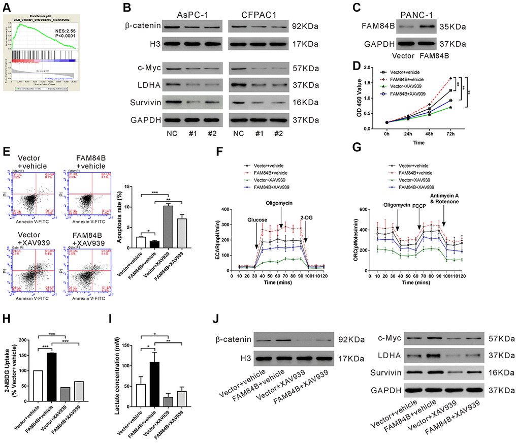 Effect of FAM84B on tumor progression via regulation of the β-catenin pathway. (A) GSEA analysis revealed that FAM84B expression was positively correlated with CTNNB1 oncogenic signature in TCGA PDAC dataset. NES: normalized enrichment score. (B) Western blotting analysis of nuclear β-catenin, and protein expression of c-Myc, LDHA and Survivin in AsPC-1 and CFPAC1 cells with FAM84B knockdown. (C) PANC-1 cells were transduced with lentivirus expressing Vector/FAM84B for 48 h and western blotting analysis was performed to assess FAM84B expression. (D–J) PANC-1 cells were transduced with lentivirus expressing Vector/FAM84B, and then treated with vehicle (DMSO, vehicle) or 10 μM XAV939. Cell growth (D), apoptosis (E), extracellular acidification rates (ECAR, F), oxygen consumption (OCR, G), 2-NBDG uptake (H) and lactate production (I), as well as nuclear β-catenin and the protein levels of c-Myc, LDHA and Survivin (J) were detected. **P 