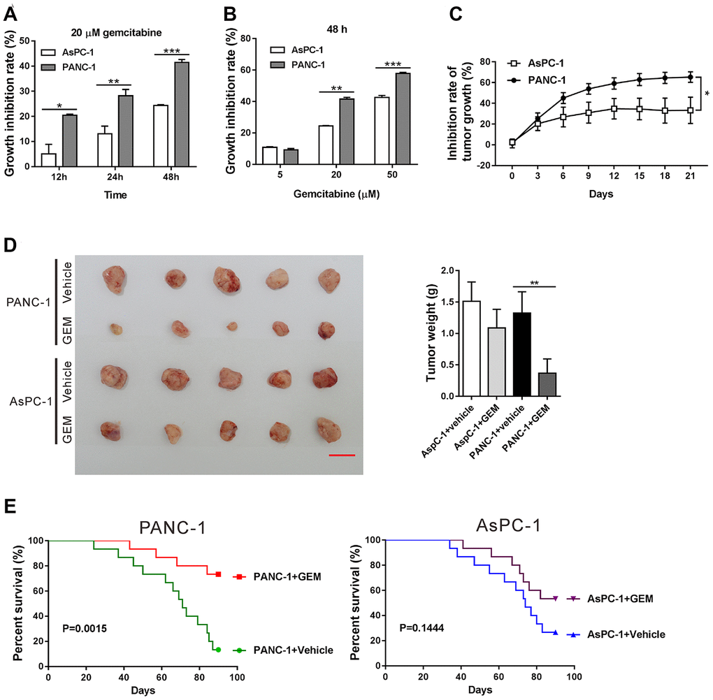 FAM84B expression affects PDAC cell sensitivity to gemcitabine. (A, B) AsPC-1 and PANC-1 cells were exposed to 20 μM gemcitabine or Vehicle (DMSO) for 12, 24 and 48 h (A). AsPC-1 and PANC-1 cells were exposed to 5, 20 and 50 μM gemcitabine or Vehicle (DMSO) for 48 h (B). CCK-8 assay was performed to assess the inhibition rate of cell proliferation. (C–E) Nude mice bearing xenografts formed from AsPC-1 and PANC-1 cells were treated with gemcitabine (GEM) or Vehicle (DMSO) (n=20 each group). Inhibition of tumor growth (C) were shown. At 21 days after treatment with GEM or Vehicle, 5 mice of each group were sacrificed, and the xenografts were collected, photographed and weighed (D). Scale bar: 2 cm. Survival analysis was performed on the remaining mice for 90 days (n=15 each group). *P