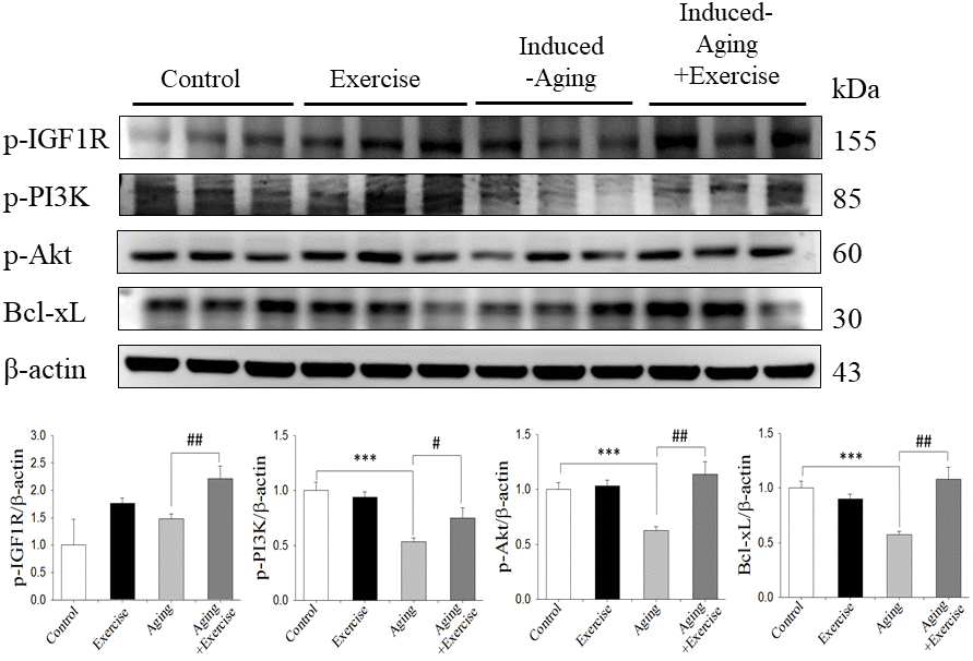 Exercise training enhanced IGF1/Akt survival pathway in D-galactose-induced aging rat hippocampus. The representative protein levels of survival proteins p-IGF1 receptor (p-IGF1R), p-PI3K, p-Akt and pro-survival Bcl family of Bcl-xL prepared from hippocampi in the control, exercise, aging and aging with exercise rats were measured by Western blotting analysis (n=3). The protein expression folds were normalized with β-actin. ***P##P ###P 