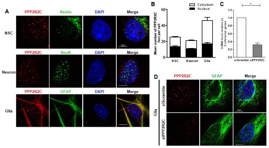 Detection of PPP2R2C expression in different neural cells isolated from mice brains. (A) Representative images of confocal sections from cultured primary cells (neural stem cell, NSC; astrocyte, Glia and neuron) isolated from wildtype newborn mouse brain, staining with of PPP2R2C antibody (red) and neural markers (green) and counterstained with DAPI (blue). (B) Quantification of the mean number of PPP2R2C foci per nucleus and Cytoplasm of (A) normalized to the number of nuclei. Data are presented at mean+/-SEM. (C) Quantitative RT-qPCRs analyzing PPP2R2C RNA level (n=3) and (D) Representative images of confocal sections staining with of PPP2R2C antibody (red) and neural markers (green) and couterstained with DAPI (blue) in glia cells isolated from wildtype newborn mouse brain after silencing of PPP2R2C. Scale bar 5 um, * p