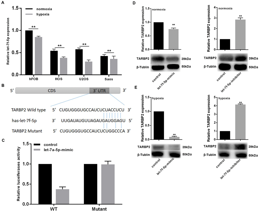 Hypoxia inhibited let-7f-5p expression in OS cell lines and promotes the targeted inhibition of TARBP2 by let-7f-5p. (A) let-7f-5p downregulated endogenous TARBP2 mRNA and protein expression in Saos cells. (B) Sequence alignment of the predicted interactions of let-7f-5p and its predictive target sites within the 3′-UTR of TARBP2. (C) The let-7f-5p mimics reduced luciferase activities controlled by the wild type 3′-UTR of TARBP2 but did not affect luciferase activity controlled by the mutant 3′-UTR of TARBP2. (D) let-7f-5p overexpression or knockdown reduced or increased the expression of endogenous TARBP2, respectively. (E) The regulation of let-7f-5p on TARBP2 expression is more pronounced in hypoxia condition.