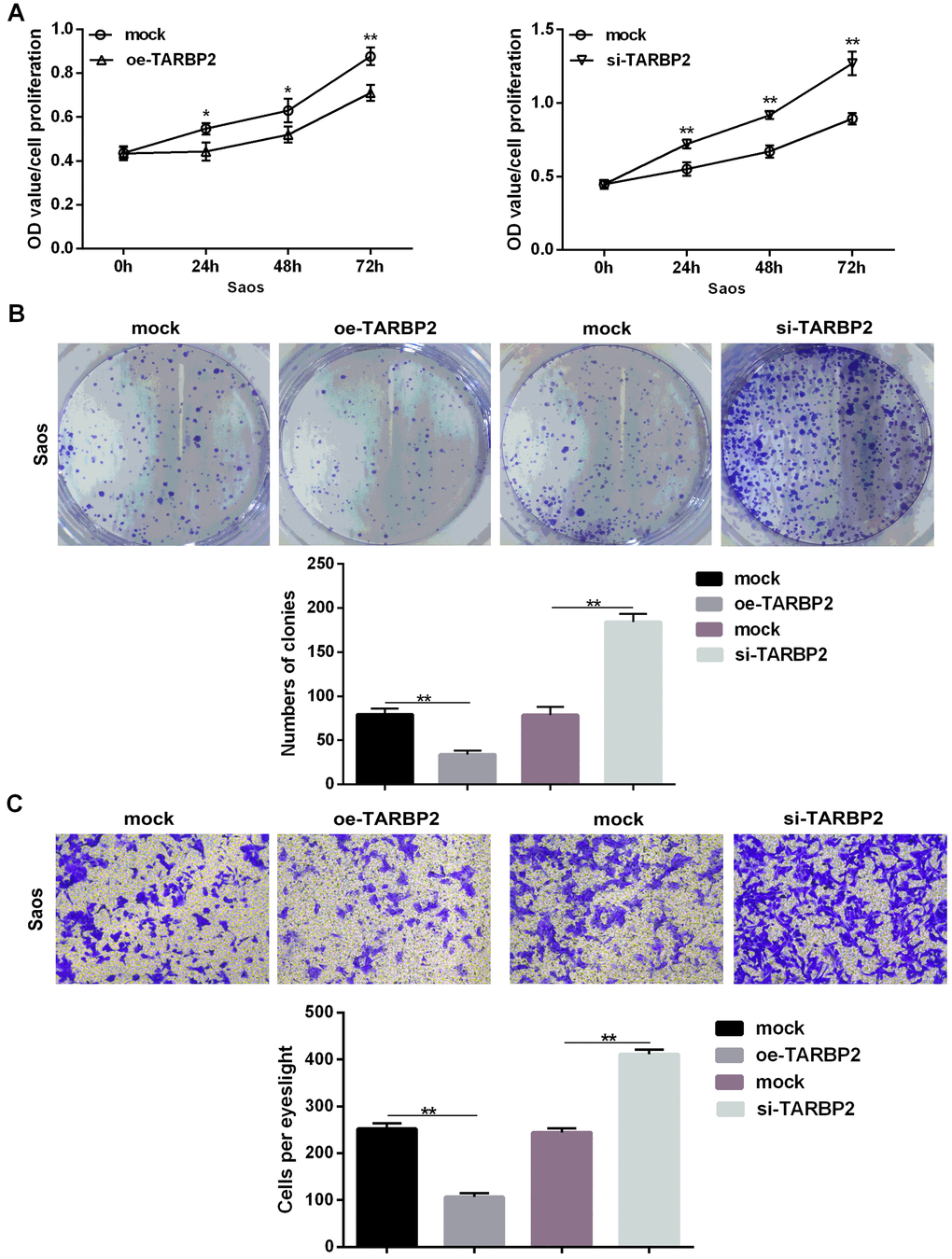 TARBP2 suppressed proliferation and invasion of Saos cells in vitro. (A) The CCK8 assay showed that TARBP2 suppressed proliferation of Saos cells in vitro. (B) The colony formation assay showed that TARBP2 suppressed the clonality of Saos cells in vitro. (C) The Transwell assay showed that TARBP2 suppressed the invasion of Saos cells in vitro.