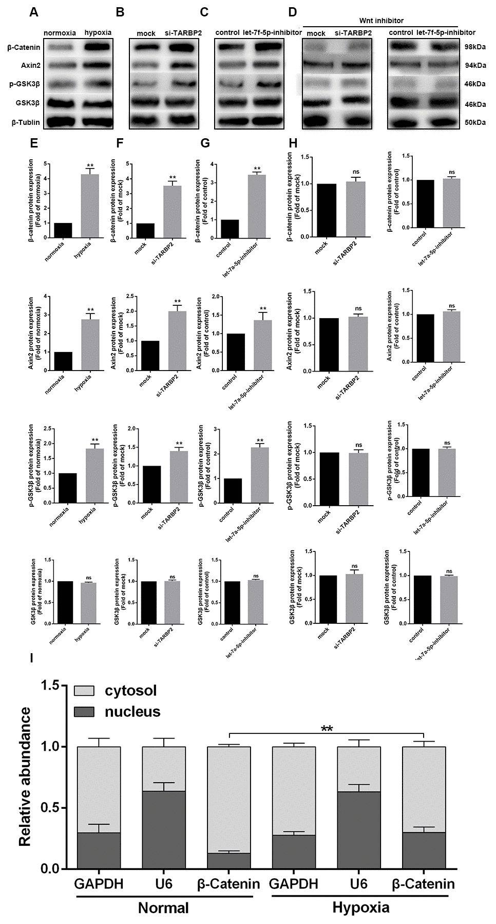 The hypoxia-induced let-7f-5p/TARBP2 feedback loop inhibited the Wnt signaling pathway in OS cells. (A, E) Western blot analyses of the protein expression levels of β-catenin, Axin2, p-GSK3β, and GSK3β in Saos cells under normoxia or hypoxia conditions. (B, F) Western blot analyses of the protein expression levels of β-catenin, Axin2, p-GSK3β, and GSK3β in Saos cells following transfection with TARBP2 siRNA or control oligonucleotide. (C, G) Western blot analyses of the protein expression levels of β-catenin, Axin2, p-GSK3β, and GSK3β in Saos cells following transfection with the let-7f-5p inhibitor or control oligonucleotide. (D, H) Wnt inhibitor could abolish TARBP2 siRNA and let-7f-5p inhibitor-induced Wnt signal pathway activation. (I) β-catenin is mainly located in the cytoplasm, and hypoxia promoted the transfer of β-catenin to the nucleus.