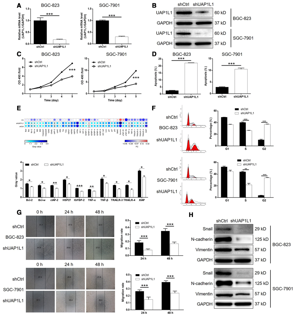 UAP1L1 knockdown inhibited gastric cancer development in vitro. (A, B) Cell models with or without UAP1L1 knockdown were constructed by transfecting shUAP1L1 or shCtrl. The knockdown efficiency of UAP1L1 in BGC-823 and SGC-7901 cells was assessed by qPCR (A) and western blotting (B). (C) MTT assay was employed to show the effects of UAP1L1 on cell proliferation of BGC-823 and SGC-7901 cells. (D) Flow cytometry was performed to detect cell apoptosis of BGC-823 and SGC-7901 cells with or without UAP1L1 knockdown. (E) Human Apoptosis Antibody Array was utilized to analyze the regulatory ability of UAP1L1 on expression of apoptosis-related proteins in SGC-7901 cells. (F) Cell cycle distribution was estimated in BGC-823 and SGC-7901 cells with or without UAP1L1 knockdown. (G) The effects of UAP1L1 on cell migration ability of BGC-823 and SGC-7901 cells were evaluated by wound-healing assay. (H) The expression of EMT-related proteins including Snail, N-cadherin and Vimentin was detected by western blotting in BGC-823 and SGC-7901 cells of shUAP1L1 and shCtrl groups. The representative images were selected from at least 3 independent experiments. Data was shown as mean ± SD. *P P P 