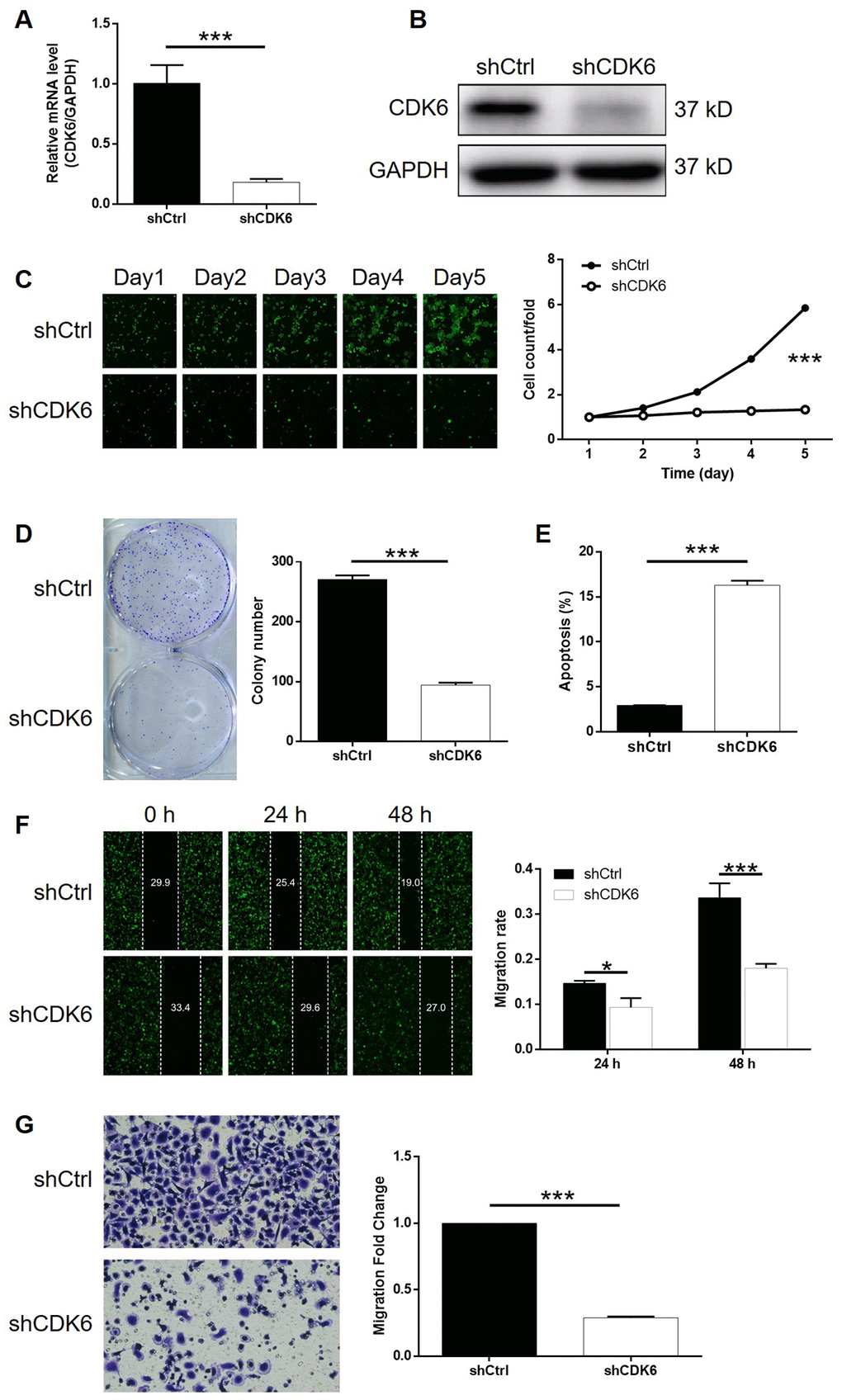 CDK6 knockdown inhibited gastric cancer development in vitro. (A, B) Cell models with or without CDK6 knockdown were constructed by transfecting shCDK6 or shCtrl. The knockdown efficiency of UAP1L1 in SGC-7901 cells was assessed by qPCR (A) and western blotting (B). (C) Celigo cell counting assay was employed to show the effects of CDK6 on cell proliferation of SGC-7901 cells. (D) Colony formation assay was used to evaluate the ability of SGC-7901 cells with or without CDK6 knockdown to form colonies. (E) Flow cytometry was performed to detect cell apoptosis of SGC-7901 cells with or without CDK6 knockdown. (F, G) The effects of CDK6 on cell migration ability of SGC-7901 cells were evaluated by wound-healing assay (F) and Transwell assay (G). The representative images were selected from at least 3 independent experiments. Data was shown as mean ± SD. *P P P 