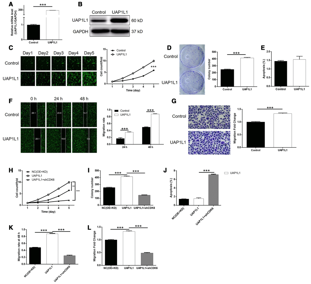 Knockdown of CDK6 attenuated the effects of gastric cancer cells by UAP1L1 overexpression. (A, B) Cell models with or without UAP1L1 overexpression were constructed by transfecting Control plasmids or UAP1L1 overexpression plasmids. The overexpression efficiency of UAP1L1 in SGC-7901 cells was assessed by qPCR (A) and western blotting (B). (C) Celigo cell counting assay was employed to show the effects of UAP1L1 on cell proliferation of SGC-7901 cells. (D) Colony formation assay was used to evaluate the ability of SGC-7901 cells with or without UAP1L1 overexpression to form colonies. (E) Flow cytometry was performed to detect cell apoptosis of SGC-7901 cells with or without UAP1L1 overexpression. (F, G) The effects of UAP1L1 on cell migration ability of SGC-7901 cells were evaluated by wound-healing assay (F) and Transwell assay (G). (H–L) SGC-7901 cells transfected with NC(OE+KD), UAP1L1 overexpression plasmids and simultaneous UAP1L1 overexpression plasmids and shCDK6 were subjected to the detection of cell proliferation by Celigo cell counting assay (H), colony formation (I), cell apoptosis by flow cytometry (J), cell migration by wound-healing assay (K) and cell migration by Transwell assay (L). The representative images were selected from at least 3 independent experiments. Data was shown as mean ± SD. *P P P 