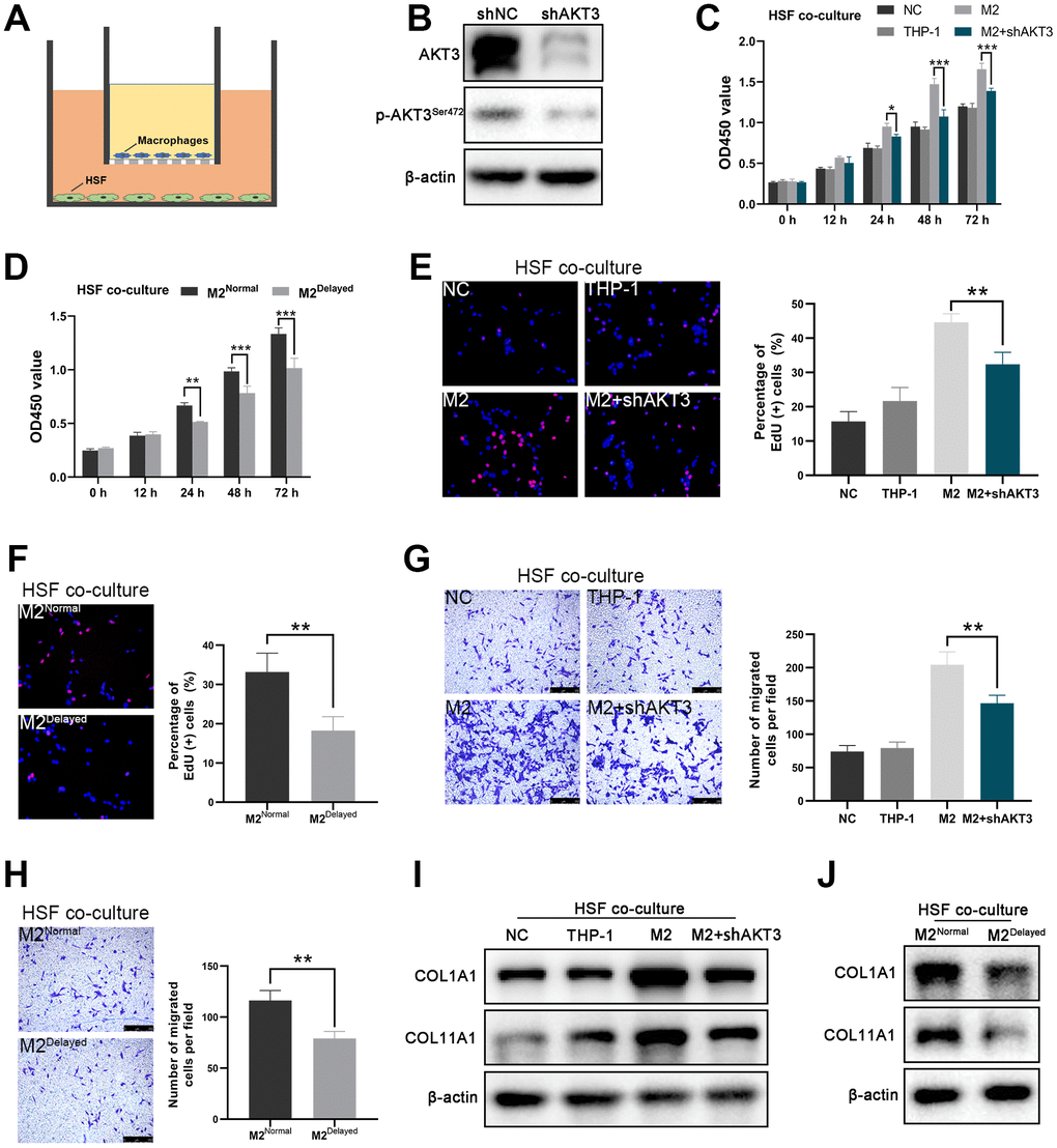 AKT3 knockdown in M2 macrophages suppressed proliferation and migration as well as COL1A1 and COL11A1 expression ex vivo. (A) Schematic of the M2 macrophage-HSF co-culture model. (B) Total AKT3 and associated phosphorylated AKT3Ser472 levels in THP-1-derived M2 macrophages following AKT3 knockdown. (C–D) CCK-8 assay of the co-culture model. (C) Proliferation of co-cultured HSFs was impaired following AKT3 knockdown in THP-1-derived M2 macrophages. (D) M2 macrophages isolated from delayed cutaneous wound tissue also lost their ability to facilitate HSF proliferation compared to M2 macrophages derived from normal wound tissue. (E, F) EdU assay of the co-culture model. (E) DNA replication induced by M2 macrophages in HSFs was abrogated by AKT3 knockdown in these macrophages. (F) M2 macrophages from delayed cutaneous wound tissue were incapable of promoting HSF DNA replication. (G, H) Transwell migration assay of the co-culture model. (G) HSF migration was impaired after co-culture with AKT3 knockdown in THP-1-derived M2 macrophages. (H) M2 macrophages isolated from delayed cutaneous wound tissue could not promote HSF migration. (I) COL1A1 and COL11A1 protein levels were increased in HSFs co-cultured with THP-1-derived M2 macrophages. AKT3 knockdown in the M2 macrophages decreased COL1A1 and COL11A1 expression in the co-cultured HSFs. (J) M2 macrophages from delayed cutaneous wound tissue were incapable of inducing COL1A1 and COL11A1 expression in co-cultured HSFs compared to normal wound tissue-derived M2 macrophages. All the experiments were repeated at least three times.