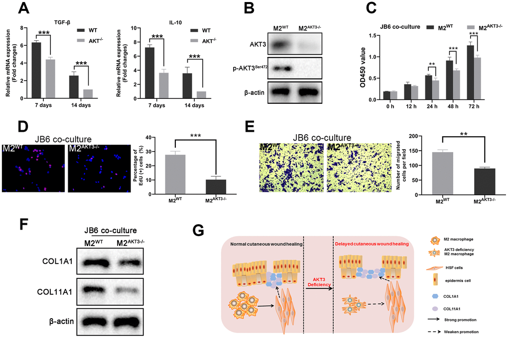 M2 macrophages from AKT3-/- mice failed to promote cell proliferation and migration ex vivo. (A) TGF-β and IL-10 mRNA levels were decreased in delayed cutaneous wound tissue 7th and 14th day post-injury in mice (n = 3). (B) Western blotting demonstrated the loss of AKT3 in M2 macrophages from AKT3-/- mice. (C, D) CCK-8 and EdU assays demonstrated that M2 macrophages from AKT3-/- mice were incapable of promoting JB6 cell proliferation (C) or DNA replication (D), respectively. (E) Transwell migration assay showed M2 macrophages from AKT3-/- mice could not promote JB6 cell migration. (F) COL1A1 and COL11A1 protein levels in JB6 were not increased by co-culture with M2 macrophages from AKT3-/- mice. (G) The schematic illustration of the role of M2 macrophage AKT3 deficiency in delayed cutaneous wound healing. All the experiments were repeated at least three times.