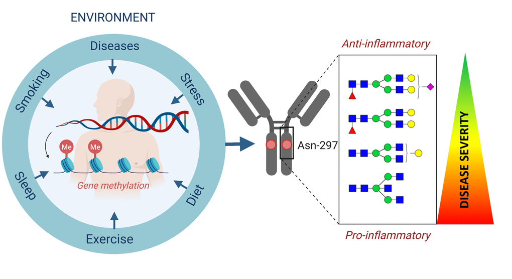Information from genetic, epigenetic and direct environmental factors integrate at the level of protein glycosylation and result in inter-individual differences in both expression of surface antigens and regulation of the immune system.