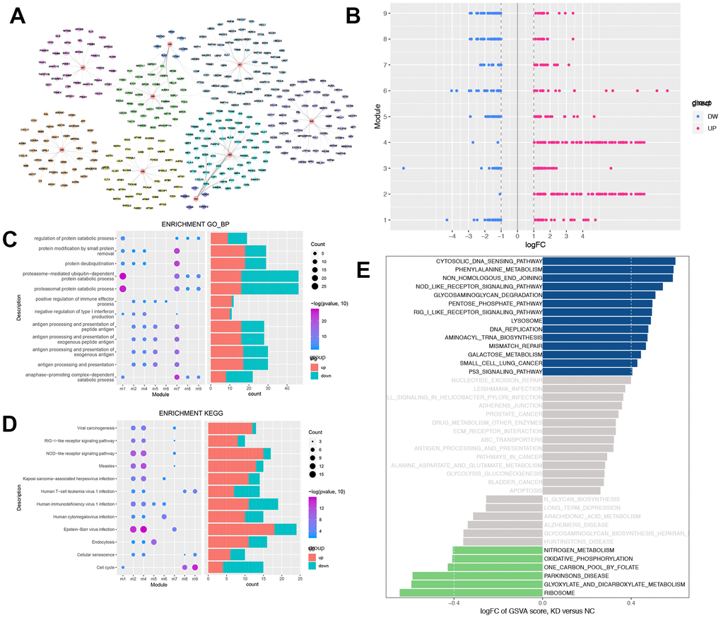 Modular analysis of protein-protein interaction network and functional enrichment analysis. (A) The modules and the module genes, the colors indicated the different modules. (B) Each module contains up-regulated and down-regulated genes. Blue indicates down-regulation of gene expression, while red indicates up-regulation of gene expression. (C) Biological process with more than 3 functional modules significantly enriched in. Blue indicates down-regulation of BPs, while red indicates up-regulation of BPs. (D) KEGG pathways which more than 2 functional modules enriched in. Blue indicates down-regulation of KEGG pathways, while red indicates up-regulation of KEGG pathways. (E) GSEA of KEGG pathway in USP22-KD H1975 cells compared to negative control. LogFC > 0 indicated that the pathway was activated, while logFC  0.4, while green indicated the suppressed pathway was with logFC 