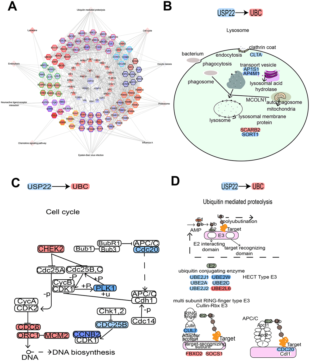 USP22-pivot gene-module-pathway network suggesting USP22 could affect multiple pathways by up-regulating UBC. (A) USP22 regulates the modules by regulating pivot genes in the development of LUAD. (B) Knocking down USP22 up-regulate UBC to result in affecting lysosome pathway. (C) Knocking down USP22 up-regulates UBC to affect cell cycle pathway. (D) Knocking down USP22 could up-regulate UBC to affect the proteolysis pathway mediated by ubiquitin. Blue indicates down-regulated expression, while red indicates up-regulated expression.