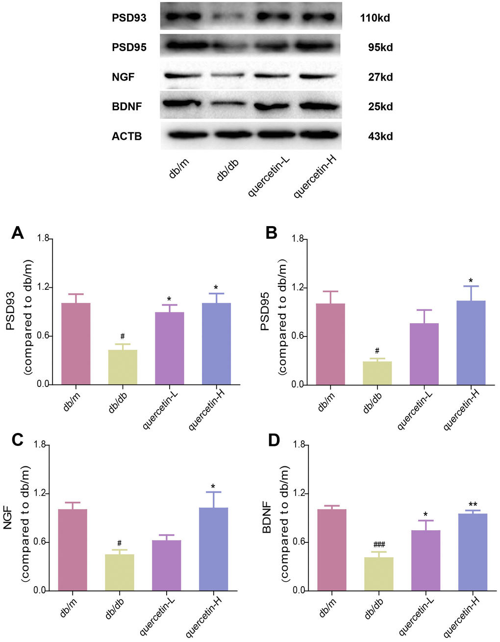 Quercetin increases neurotrophic factor levels in the brain of db/db mice. Western blot analysis: (A) PSD93; (B) PSD95; (C) NGF; (D) BDNF. Quercetin-L: 35mg/kg/d; Quercetin-H: 70mg/kg/d. Data represent mean ± SEM (n = 10 per group). #p p p p p p 