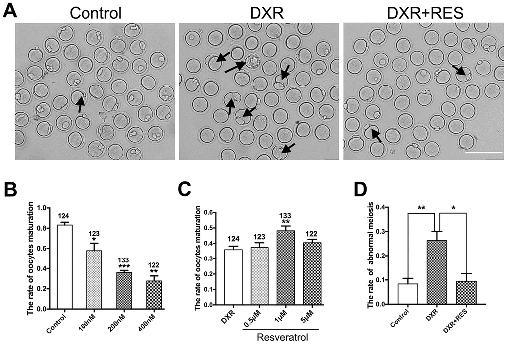 Effect of different concentrations of DXR and RES on oocyte meiotic maturation. (A) Microscopy images of oocytes morphologies in control, DXR treatment and RES-supplemented group, oocytes exhibited bigger first polar body (black arrowhead) after DXR treatment. Bar = 200 μm. (B) The oocyte maturation rate was recorded in control and DXR treatment groups. (C) Effect of different concentrations of RES on oocyte maturation in DXR-treated oocytes. The number of oocytes used was shown above the according column. (D) The rate of abnormal meiosis was recorded in control, DXR and RES-supplemented oocytes. All experiments were repeated at least 3 times with more than 30 oocytes examined for each experimental condition. Results were represented as means ± SEMs. * means P P P 