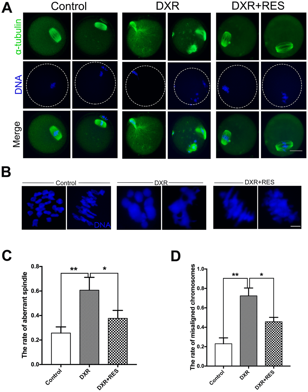 Effect of RES treatment on spindle morphology and chromosome alignment in DXR-treated oocytes. Oocytes were immunolabeled with anti-α-tubulin antibody to visualize spindle and counterstained with Hoechst to observe the chromosomes. (A) Representative images of spindle morphologies and chromosome alignment in control, DXR-treated and RES-supplemented oocytes. Green, α-tubulin; blue, DNA. Bar = 20 μm. (B) Representative images of chromosomes alignment in control, DXR-treated and RES-supplemented oocytes. Blue, DNA. Bar = 5 μm. (C) Rate of aberrant spindle was recorded control, DXR-treated and RES-supplemented oocytes. (D) Rate of misaligned chromosomes was recorded in control, DXR-treated and RES-supplemented oocytes. All experiments were repeated at least 3 times with more than 30 oocytes examined in each experimental condition. Results were represented as means ± SEMs. *means P P 