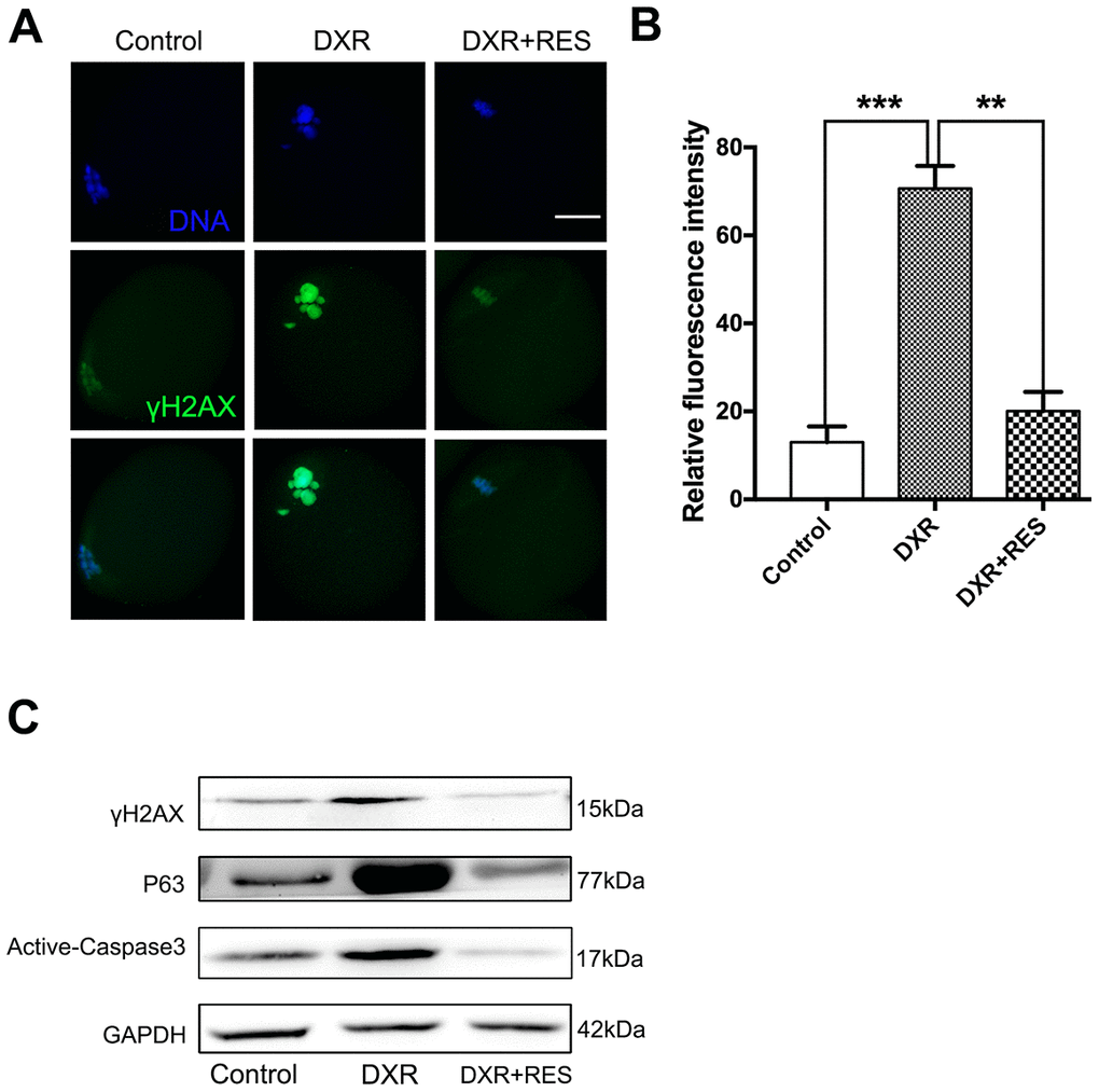 RES rescued DXR-induced apoptosis through DNA-damage-P63-Caspase3 pathway in mouse oocytes. (A) Representative immunofluorescence images showing the expression of γ-H2AX in mouse oocytes. Green, γ-H2AX, Blue, DNA, Bar = 20 μm. (B) The relative immunofluorescence intensity of γ-H2AX was measured in control, DXR-treated and RES-supplemented oocytes. Experiments were repeated at least 3 times with more than 30 oocytes examined for each group. Data were presented as means ± S.E.M of three independent experiments. **means P P C) Protein levels of γ-H2AX, P63 and Active-Caspase3 were examined by Western blotting in control, DXR-treated and RES-supplemented oocytes. GAPDH was used as a loading control. The clean backgrounds for the active-Caspase-3, γ-H2AX and GAPDH is due to the exposure.