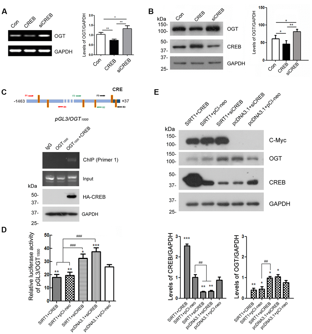 CREB is involved in the regulation of OGT expression. HEK-293A cells were transfected with pCI-neo, pCI/HA-CREB or siRNA of CREB respectively. (A) mRNA levels of OGT and GAPDH were measured by RT-PCR. The quantification of relative mRNA level of OGT after normalization with the mRNA level of GAPDH was represented as mean ± S.D. (n = 3); *, p p B) Protein levels of OGT, CREB and GAPDH were examined by western blot using anti-OGT, anti-CREB and anti-GAPDH antibody. Relative OGT or CREB level was quantified after normalization with the protein level of GAPDH and presented as mean ± S.D. (n=3), *, p p C) pCI/HA-CREB was co-transfected with pGL3/OGT1500 into HEK-293T cells. HA-CREB was immunoprecipitated with anti-HA antibody. Co-immunoprecipitated DNA of OGT promoter with CREB was determined by PCR with three sets of primers specific to CRE elements as indicated for amplifying the DNA. The PCR product was separated by agarose electrophoresis. (D) In HEK-293A cells transfected with pGL3/ OGT1500 and pRL-TK, pCI-neo, pCI/HA-CREB or siRNA of CREB was transfected with or without overexpression of SIRT1. After 48 h transfection, the luciferase activity was measured and normalized with Renilla luciferase. The relative activity of luciferase was presented as mean ± S.D. (n=3), *, p p ppE) pCI-neo, pCI/HA-CREB or siRNA of CREB was transfected into HEK-293A cells overexpressing SIRT1 or not. Protein levels of SIRT1, OGT, CREB or GAPDH were detected by western blot using anti-Myc, anti-OGT, anti-CREB or anti-GAPDH antibody. Relative OGT or CREB level was quantified after normalization with the protein level of GAPDH and presented as mean ± S.D. (n=3), *, p p p p