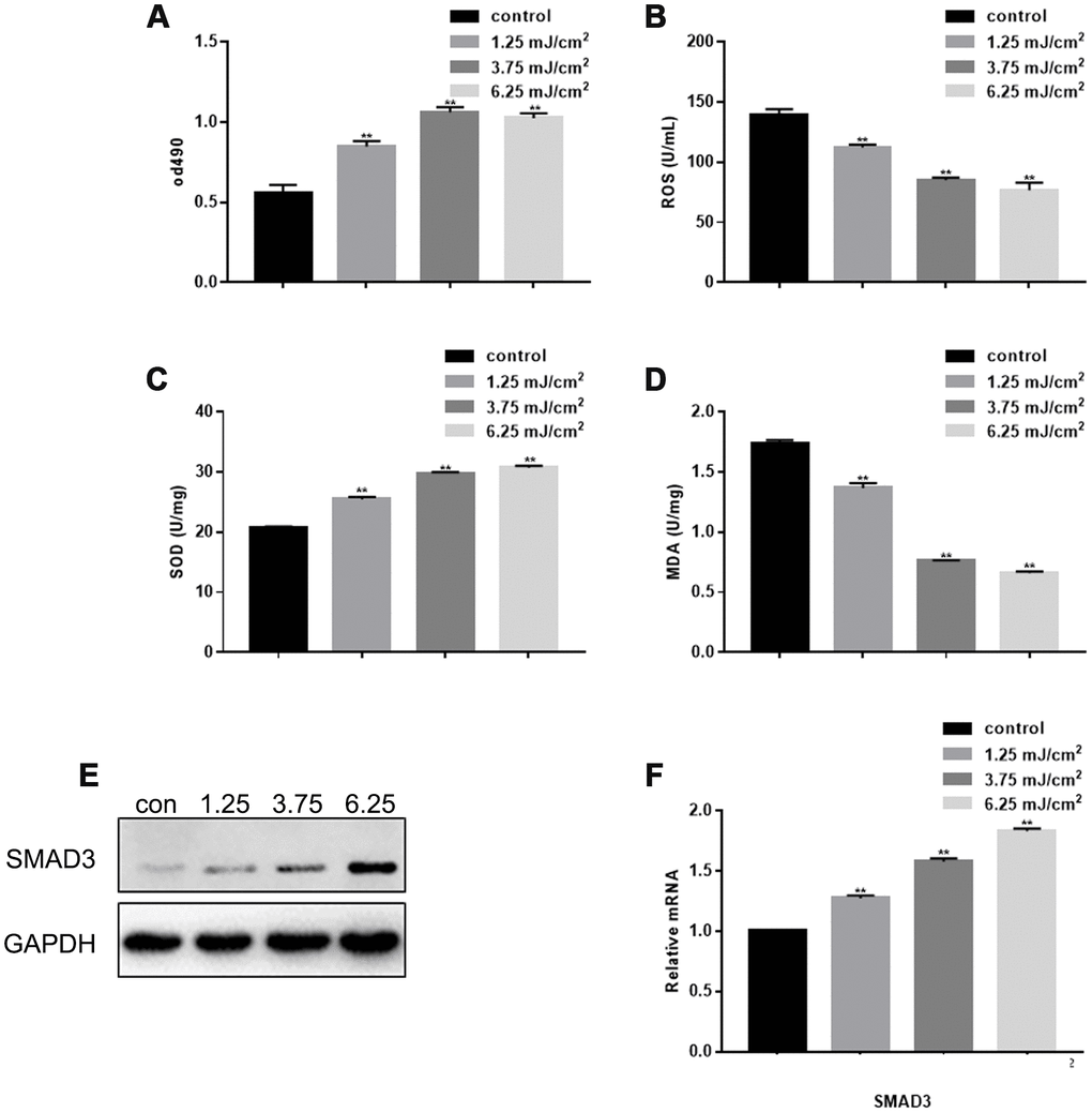 Effect of CO2 Lattice Laser on Fibroblasts. (A) Cell proliferation analyzed by MTT assay after treatment with 0, 1.25, 3.75 and 6.25 mJ/cm2 CO2 Lattice Laser. Data are shown as mean ± SEM.** P2 (B) ROS analyzed by ELISA in cells irradiated by CO2 lattice. Data are shown as mean ± SEM.** P2 (C) SOD expression analyzed by ELISA in cells irradiated by CO2 lattice laser. Data are shown as mean ± SEM.** P2 (D) MDA expression analyzed by ELISA in cells irradiated by CO2 lattice laser. Data are shown as mean ± SEM.** P2 (E, F) Western blotting and RT-PCR of SMAD3 in cells treated with 0, 1.25, 3.75 and 6.25 mJ/cm2 CO2 Lattice Laser; ** P2.