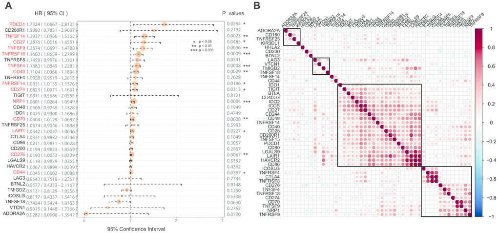 (A) The prognostic effect analyses of ICGs expression commonly used prognostic factors using univariate Cox regression model in the TCGA-GBM dataset. (B) Correlation of ICGs expression level in TCGA. Note: Only the correlation test significant gene pairs were shown. The blank means that the correlation test is not significant.