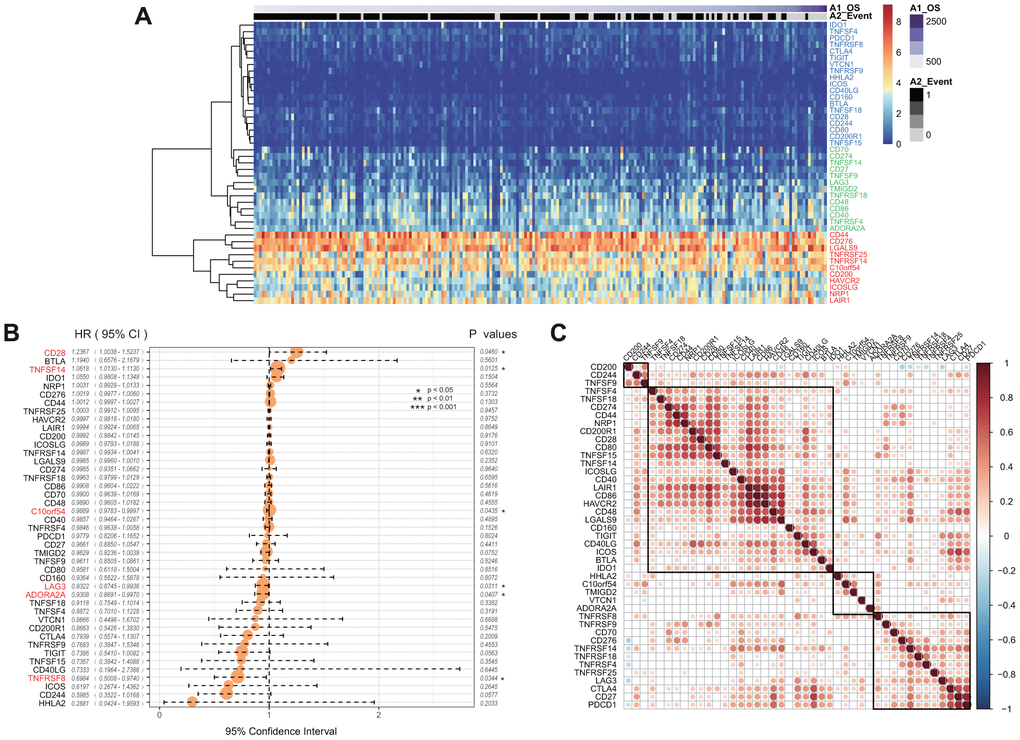 (A) The heatmap of ICGs expression in CGGA-GBM dataset. Red indicates the high expression group; green indicates the moderate expression group; blue indicates the low expression group. (B) The prognostic effect analyses of ICGs expression commonly used prognostic factors using univariate Cox regression model in CGGA-GBM dataset. (C) Correlation of ICGs expression level in CGGA. Note: Only the correlation test significant gene pairs were shown. The blank means that the correlation test is not significant.