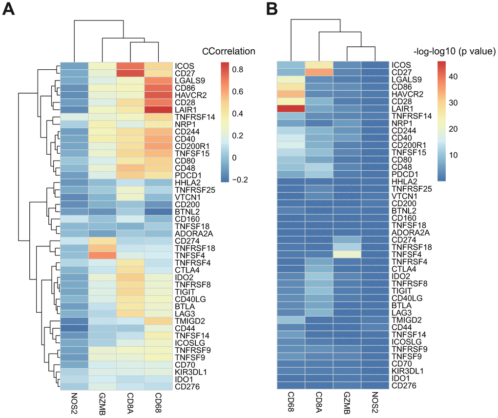 (A) The heatmap of correlation coefficient between ICGs and adaptive immune resistance pathway genes in TCGA-GBM. (B) The P-value of correlation coefficient Test between ICGs and adaptive immune resistance pathway genes in TCGA-GBM. P-value has been performed as a-log10 conversion.