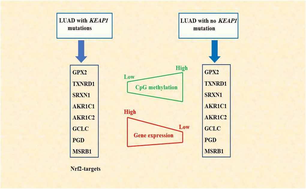 Schematic diagram summarizing the findings of this study. DNA methylation alterations associated with KEAP1 mutations may synergize with NRF2 in regulating gene expression. NRF2-targets, the 8-gene signature, showed low CpG methylation but elevated gene expression levels in LAUD patients with mutated KEAP1.