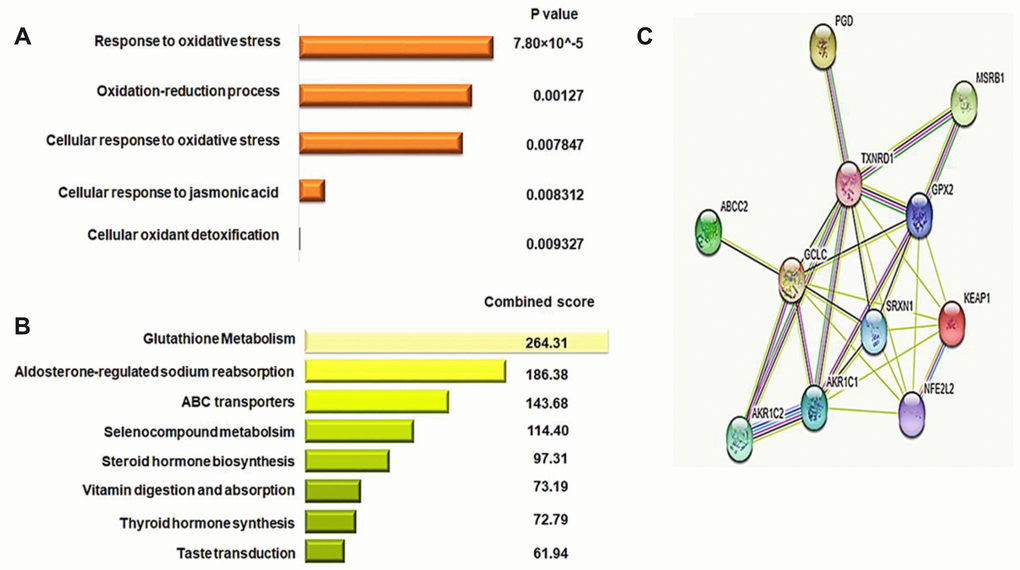 Identification of the gene signature for KEAP1-mutated LUAD. (A) Bar chart showing the top significant biological processes identified by GO analysis of 36 differentially-methylated genes using the DAVID webtool. (B) Bar chart showing the pathways with the top scores identified by KEGG pathway analysis of 36 differentially-methylated genes using the enrichr webtool. (C) Protein-protein interaction network analysis of the potential 9-gene signature predicting the functional correlation of the KEAP1–NRF2 axis with genes involved in drug metabolism and glutathione metabolic pathways in LUAD.