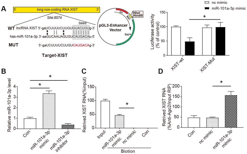 The interaction between XIST and miR-101a-3p. (A) Bioinformatic analysis (StarBase and miRbase) indicated that miR-101a-3p was a target of XIST (left panel) and the luciferase activity was analysed (right panel) (n=3). XIST-WT: wild-type XIST, XIST-Mut: XIST with mutated 3’-UTR. (B) In vitro transfection efficiency was determined by measuring miR-101a-3p and miR-101a-3p inhibitor using qRT-PCR (n=3). (C) The results of RNA pull-down assay. NMCMs cell lysates were incubated with biotin-labeled miR-101a-3p, after pull-down, microRNAs was extracted and analysed by qRT-PCR (n=3). (D) The results of RNA immunoprecipitation assay. Anti-AGO2 RIP was performed in NMCMs cells transiently overexpressing miR-101a-3p mimic or nc mimic, followed by qRT-PCR to detect XIST associated with AGO2 (n=3). nc mimic: a sequence did not interact with XIST; con: control. Data are shown as mean ± SD, * P