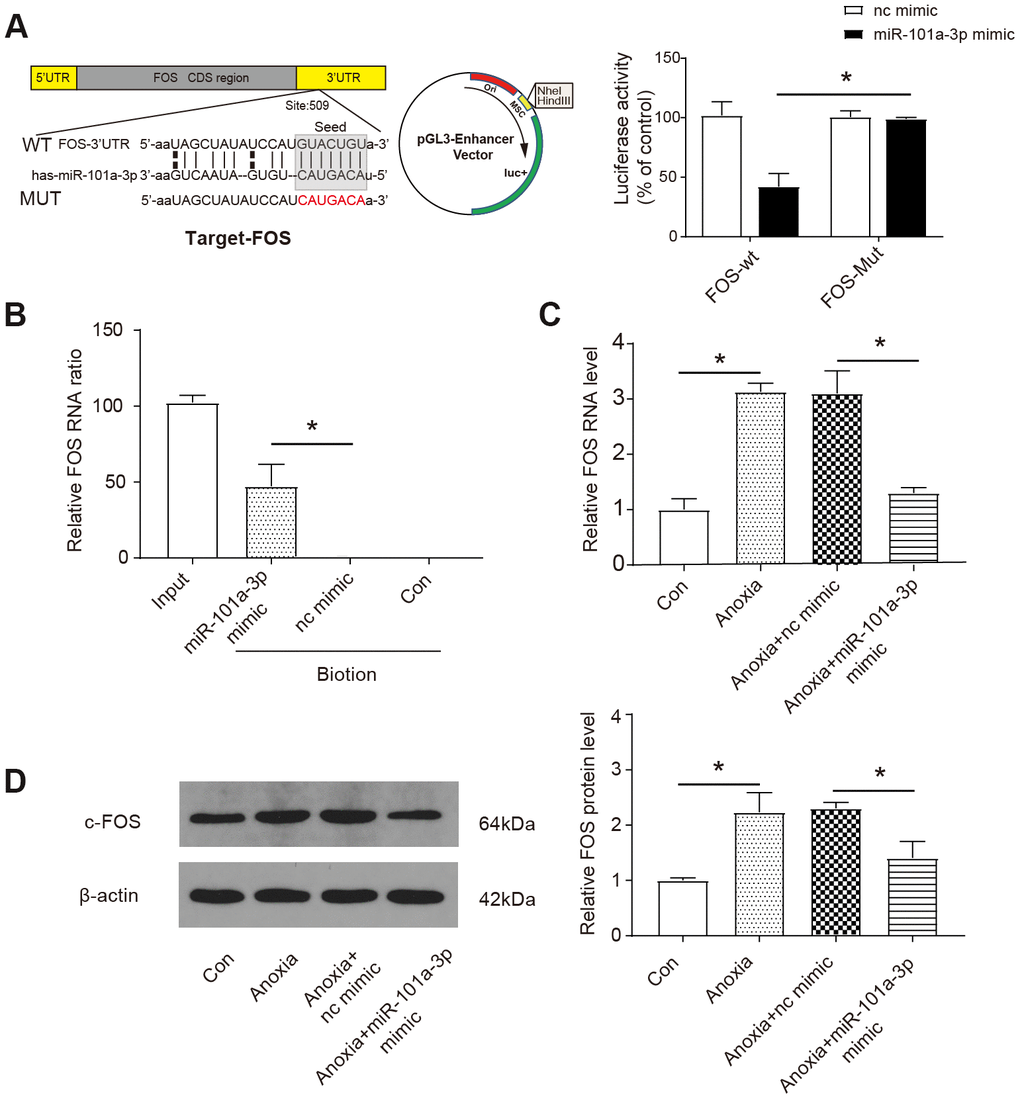 MiR-101a-3p participates in the regulation of Fos expression. (A) Bioinformatic analysis (http://www.microrna.org/) showed that FOS was a target of miR-101a-3p (upper panel) and the luciferase activity was analysed (lower panel) (n=3). FOS-WT: wild-type FOS, FOS-Mut: FOS with mutated 3’-UTR. (B) The results of RNA pull-down assay (n=3). Nc mimic: a sequence did not interact with FOS; Con: control. (C) The expression of FOS was measured by qRT-PCR in NMCMs under normal or anoxia condition. The application of miR-101a-3p mimic down-regulated FOS expression (n=3). (D) The protein level of c-Fos was measured by western blot in in NMCMs under normal or anoxia condition. The application of miR-101a-3p mimic down-regulated C-FOS expression (n=3). Data are shown as mean ± SD, * P