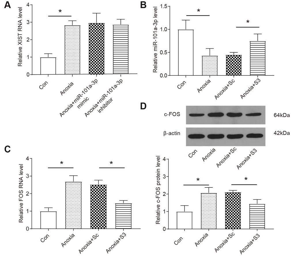 XIST regulates the expressions of miR-101-3p and FOS in NMCM under anoxia condition. (A) The expression of XIST was measured by qRT-PCR (n=3). NMCMs were transfected with miR-101a-3p inhibitor or mimic. (B) The expression of miR-101a-3p was measured by qRT-PCR. Knockdown of XIST increases the expression levels of miR-101a-3p under anoxia. NMCMS were infected with XIST-siRNA or XIST-sc (n=3). (C, D) The expression of FOS and c-FOS was measured by qRT-PCR and western blot. Knockdown of XIST decreases the expression levels of FOS and c-FOS under anoxia. NMCMS were infected with XIST-siRNA or XIST-sc (n=3). Cells were transfected with miR-101a-3p mimic, inhibitor, S3 or si-RNA control (Sc) and placed in hypoxia chamber for 8 h to induce anoxia condition. Data are shown as mean ± SD, * P