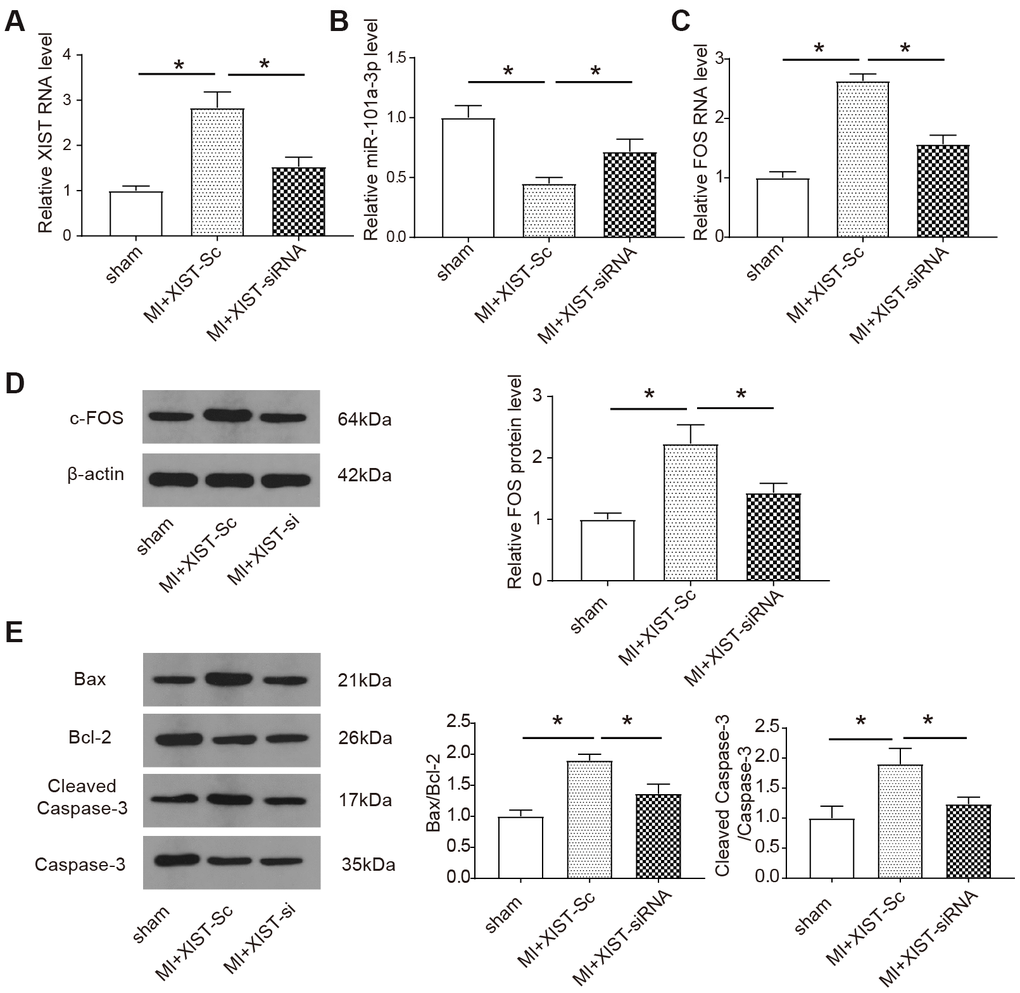 Knockdown of lncRNA XIST regulates miR-101a-3p and FOS expressions and apoptosis-related proteins in vivo. (A–C) The expression of XIST, miR-101a-3p and FOS was measured by qRT-PCR. The expression of myocardial infarction mice treated with XIST-siRNA adenoviruses was reduced, knockdown of XIST increases the expression of miR-101a-3p and reduces the expression levels of FOS in the infarct zone. (D) The protein expression level of c-FOS was detected by western blot. Knockdown of XIST reduces the expression of c-FOS (n=6). (E) The protein expression level of the apoptosis markers include Bax, Bcl-2, caspase 3 and cleaved caspase 3 was detected by western blot (n=6). Data are shown as mean ± SD, * P.