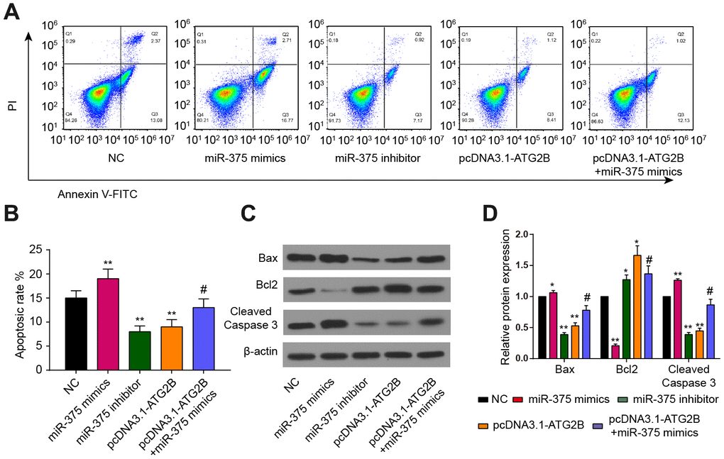 Effects of miR-375 and ATG2B on apoptosis of chondrocytes. (A, B) Effects of miR-375 and ATG2B on apoptosis of chondrocytes was detected by flow cytometry, and the statistical analysis were presented; (C, D) Protein expressions of Bax, Bcl2, cleaved caspase-3 in chondrocytes were measured by western blotting. * PPP