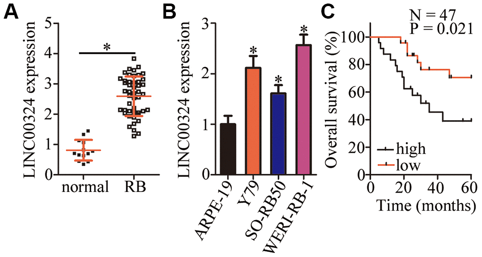 LINC00324 expression is high in retinoblastoma (RB) tumors and cell lines. (A) The expression of LINC00324 was determined in 47 RB tissue samples and 13 normal retinal tissue samples by RT-qPCR. *P B) LINC00324 expression in three RB cell lines (Y79, SO-RB50, and WERI-RB-1) and in a normal retinal pigmented epithelial cell line, ARPE-19, was assessed via RT-qPCR. *P C) The relationship between LINC00324 expression and overall survival in the 47 patients with RB was evaluated via the Kaplan–Meier survival curve and log rank test. P = 0.021.