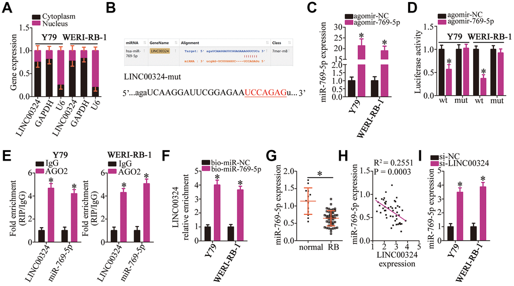 LINC00324 acts as a sponge on miR-769-5p in RB cells. (A) RNA was extracted from cytoplasmic and nuclear fractions, and then subjected to RT-qPCR to characterize the distribution of LINC00324 inside Y79 and WERI-RB-1 cells. (B) The miR-769-5p–binding sequences in LINC00324 were predicted using starBase 3.0. The designed mutant binding site is also shown. (C) Either agomir-769-5p or agomir-NC was transfected into Y79 and WERI-RB-1 cells. RT-qPCR was conducted at 48 h post-transfection to quantitate miR-769-5p expression. *P D) Luciferase activity was measured using the luciferase reporter assay in Y79 and WERI-RB-1 cells cotransfected with either LINC00324-wt or LINC00324-mut and either agomir-769-5p or agomir-NC. *P E) The interaction between LINC00324 and miR-769-5p in Y79 and WERI-RB-1 cells was detected via the RIP assay. LINC00324 and miR-769-5p expression was measured by RT-qPCR. *P F) Y79 and WERI-RB-1 cells were transfected with bio-miR-769-5p or bio-miR-NC and their lysates were incubated with streptavidin-coupled beads to form bio-miRNA-lncRNA complexes. The LINC00324 enrichment was analyzed by means of RT-qPCR analysis. *P G) The relative expression of miR-769-5p in 47 RB tissue samples and 13 normal retinal tissue samples was determined using RT-qPCR, and was normalized to that of U6. *P H) The correlation between the expression of LINC00324 and miR-769-5p was investigated by Spearman’s correlation analysis; R2 = 0.2551, P = 0.0003. (I) After transfection with either si-LINC00324 or si-NC, the expression of miR-769-5p in Y79 and WERI-RB-1 cells was determined via RT-qPCR. *P 