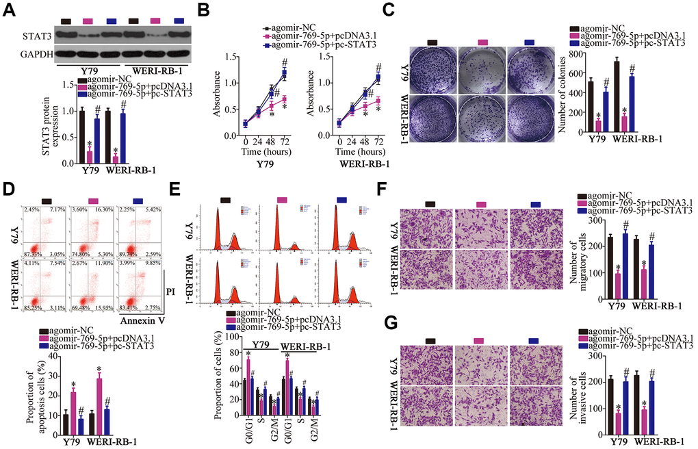 Reintroduction of STAT3 abrogated the effect of miR-769-5p overexpression on the malignant characteristics of Y79 and WERI-RB-1 cells. (A) Either the STAT3-overexpressing plasmid pc-STAT3 or the empty pcDNA3.1 vector along with agomir-769-5p were transfected into Y79 and WERI-RB-1 cells. The expression of STAT3 protein was measured via western blotting. *P #P B, C) The proliferative and colony-forming abilities of the above-mentioned cells were examined using the CCK-8 and colony formation assays, respectively. *P #P D, E) Flow-cytometric analysis was performed to investigate the apoptosis and cell cycle statues of Y79 and WERI-RB-1 cells after cotransfection with agomir-769-5p and either pc-STAT3 or pcDNA3.1. *P #P F, G) Transwell migration and invasion assays were carried out to assess the migratory and invasive abilities of Y79 and WERI-RB-1 cells treated as described above. *P #P 